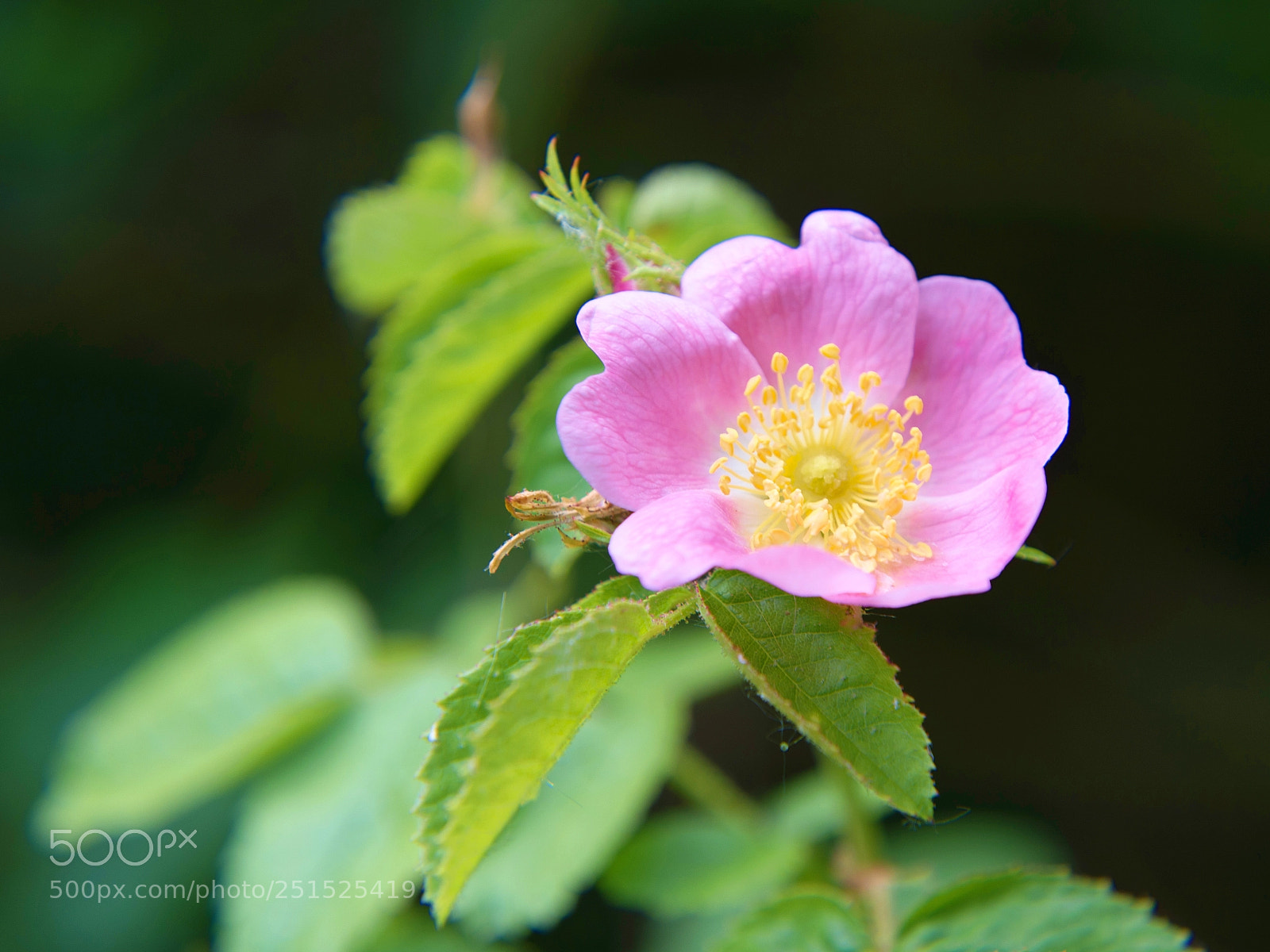 Nikon D5200 sample photo. Flower photography
