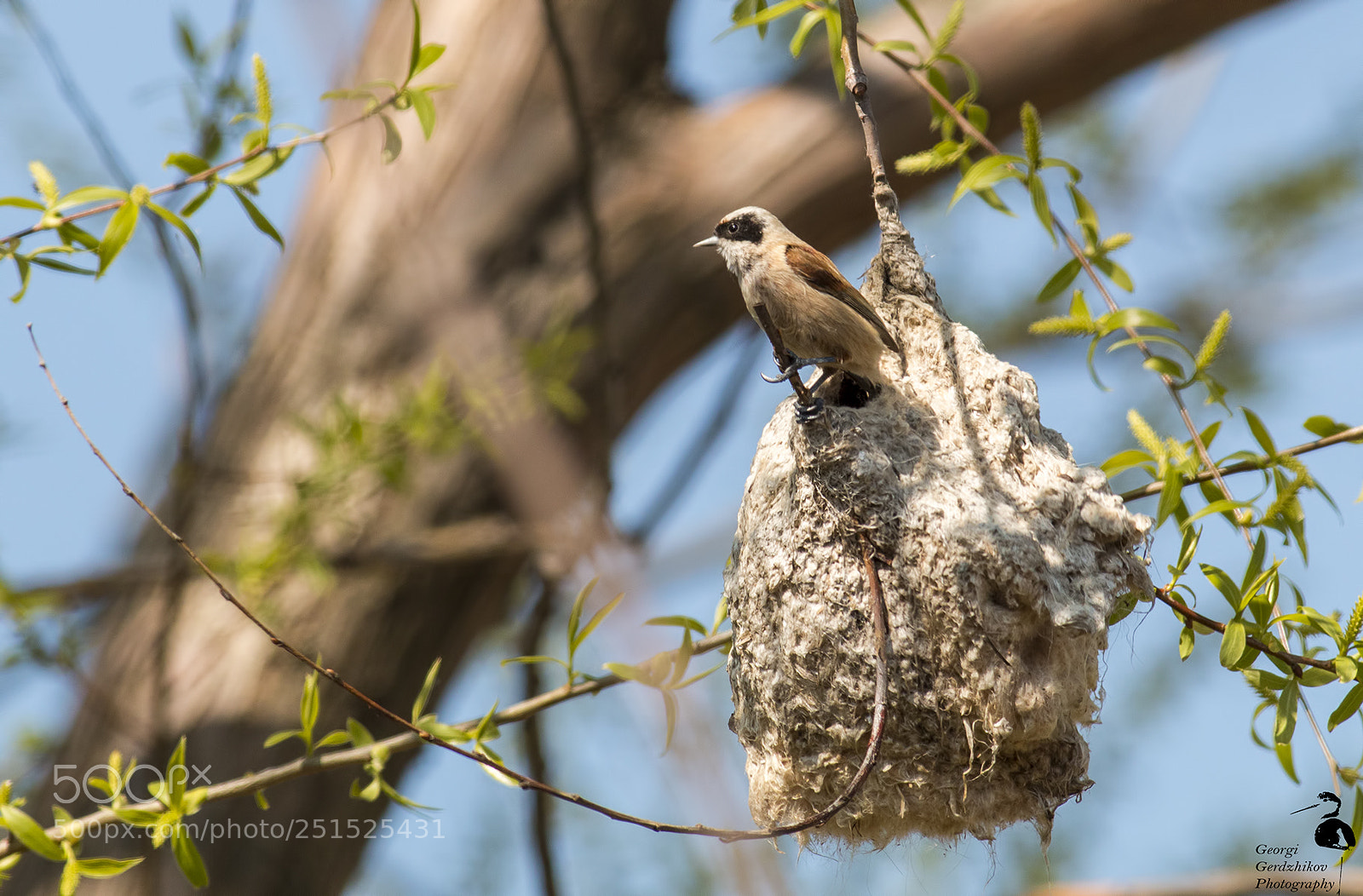 Canon EOS 70D sample photo. Penduline tit photography