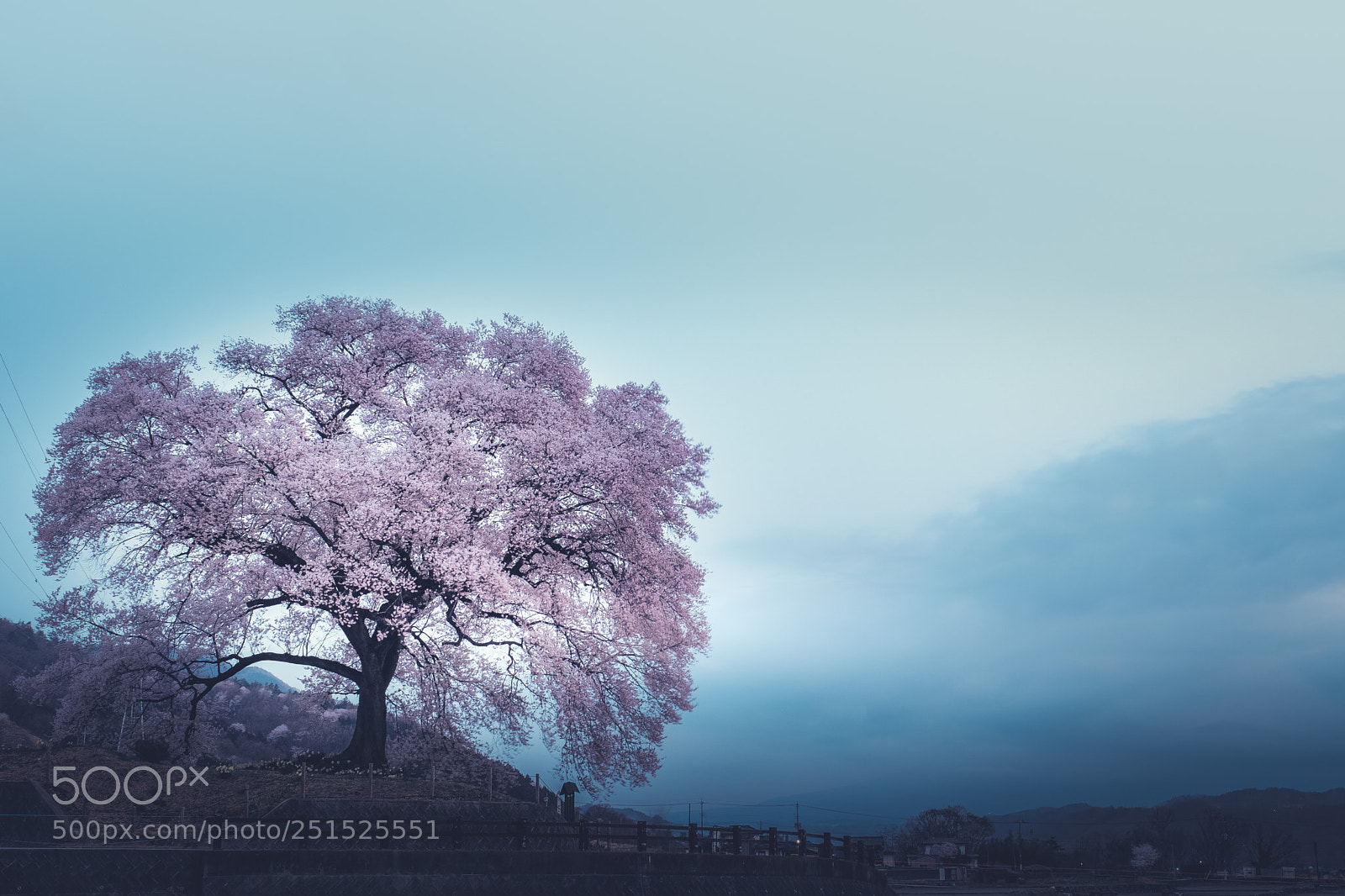 Fujifilm X-T2 sample photo. Sakura photography