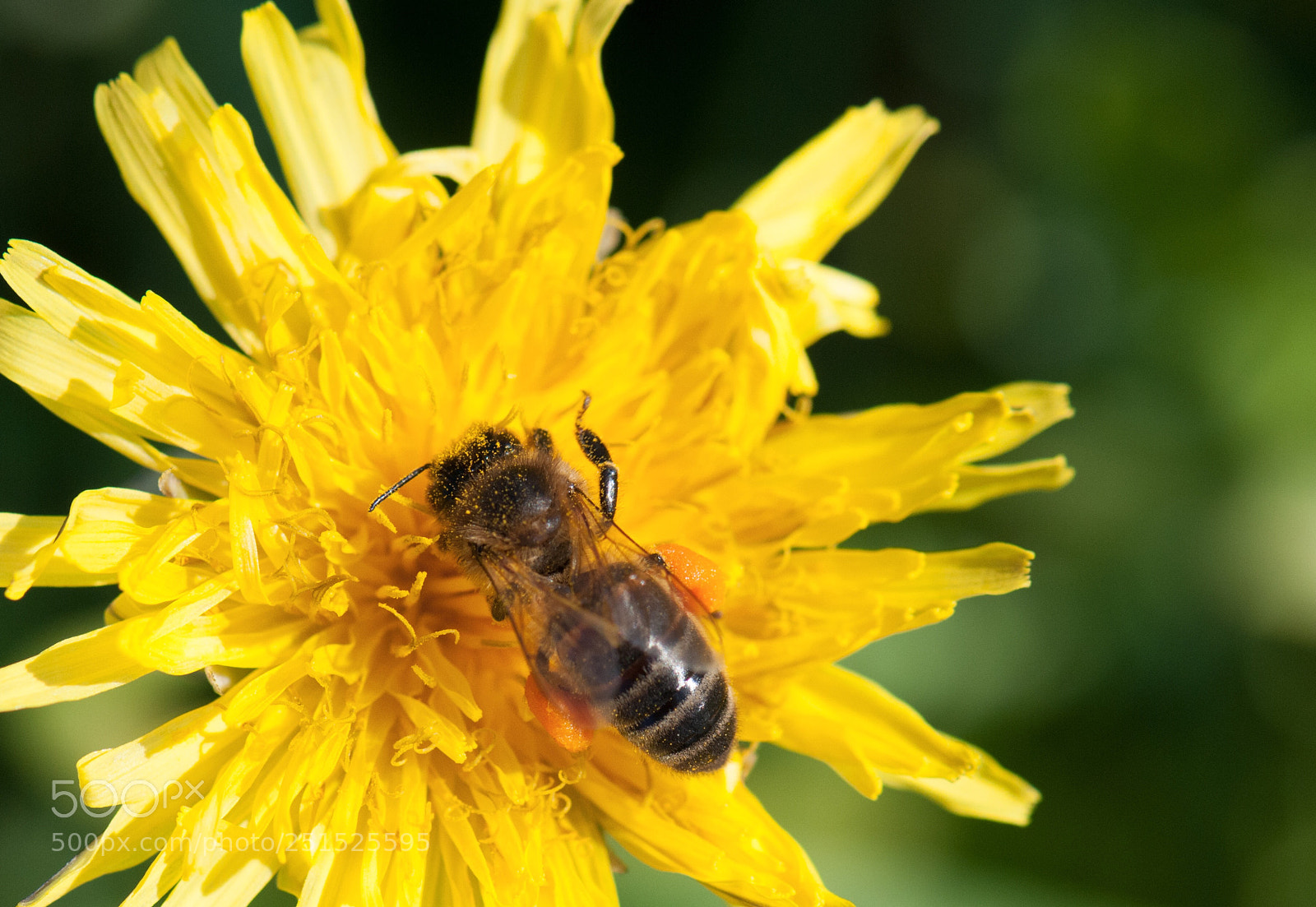 Nikon D300S sample photo. Spring’s return  photography