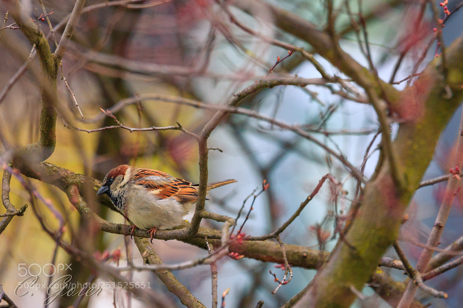 Canon EOS 77D (EOS 9000D / EOS 770D) sample photo. Good morning little friend :) photography