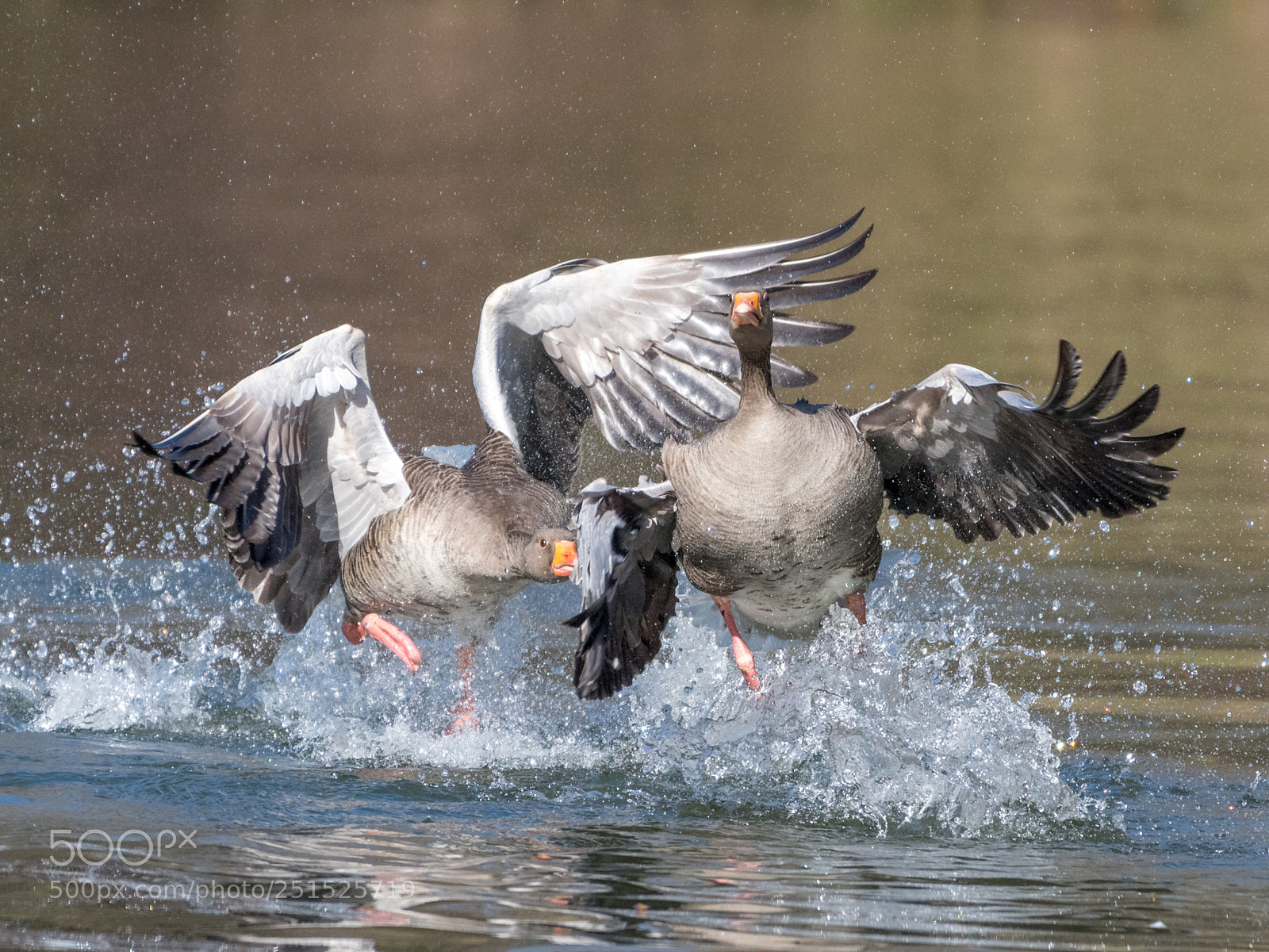 Nikon D500 sample photo. Greylag geese action photography