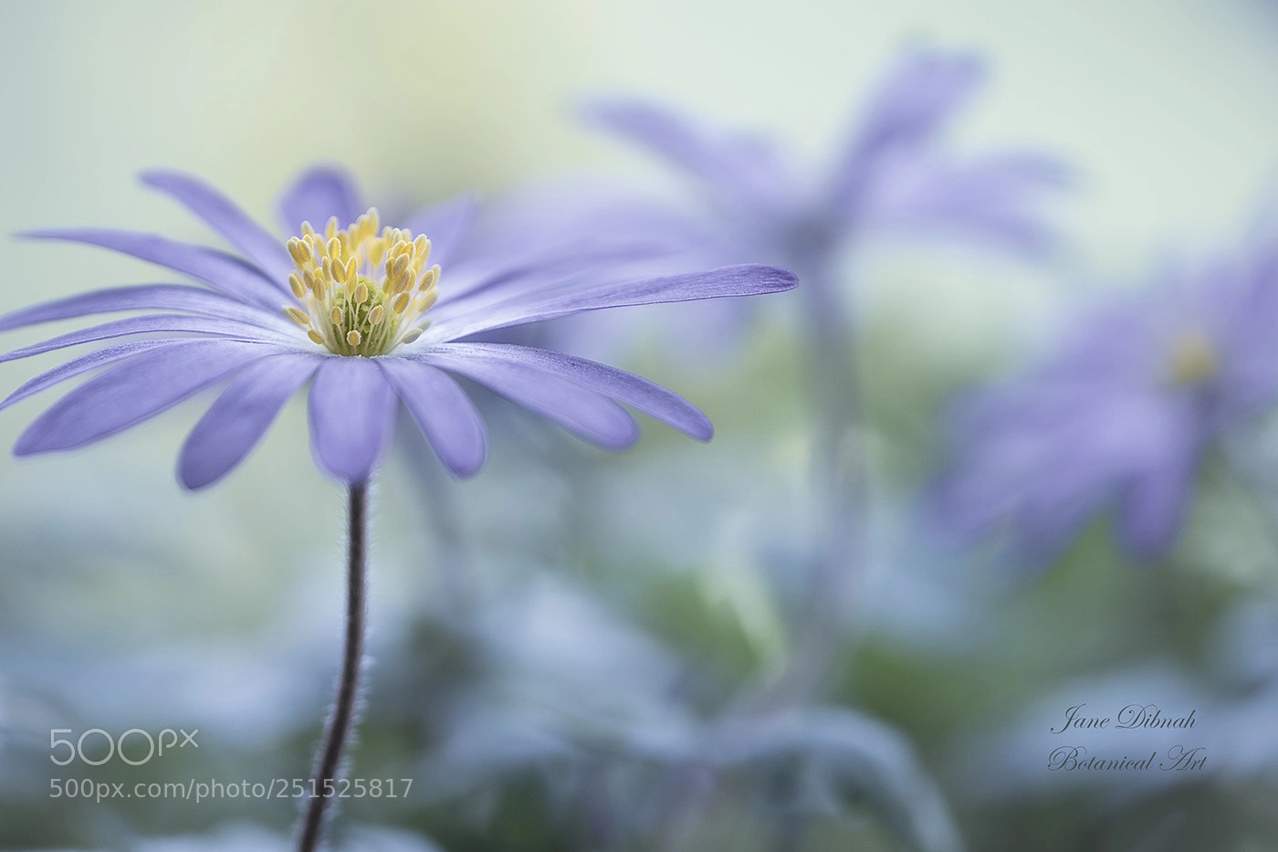 Canon EOS 7D Mark II sample photo. Anemone photography