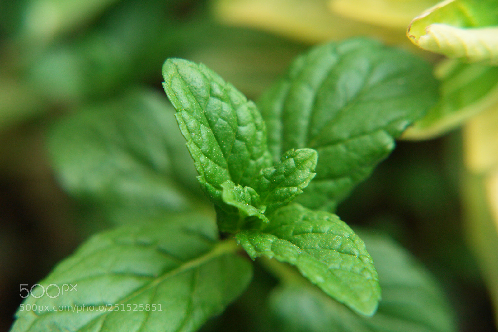 Sony DSC-R1 sample photo. Untitled photography