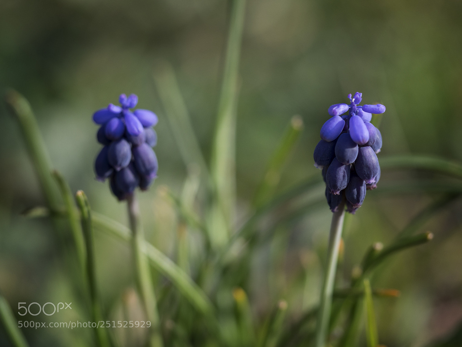 Olympus OM-D E-M1 sample photo. Muscari neglectum photography