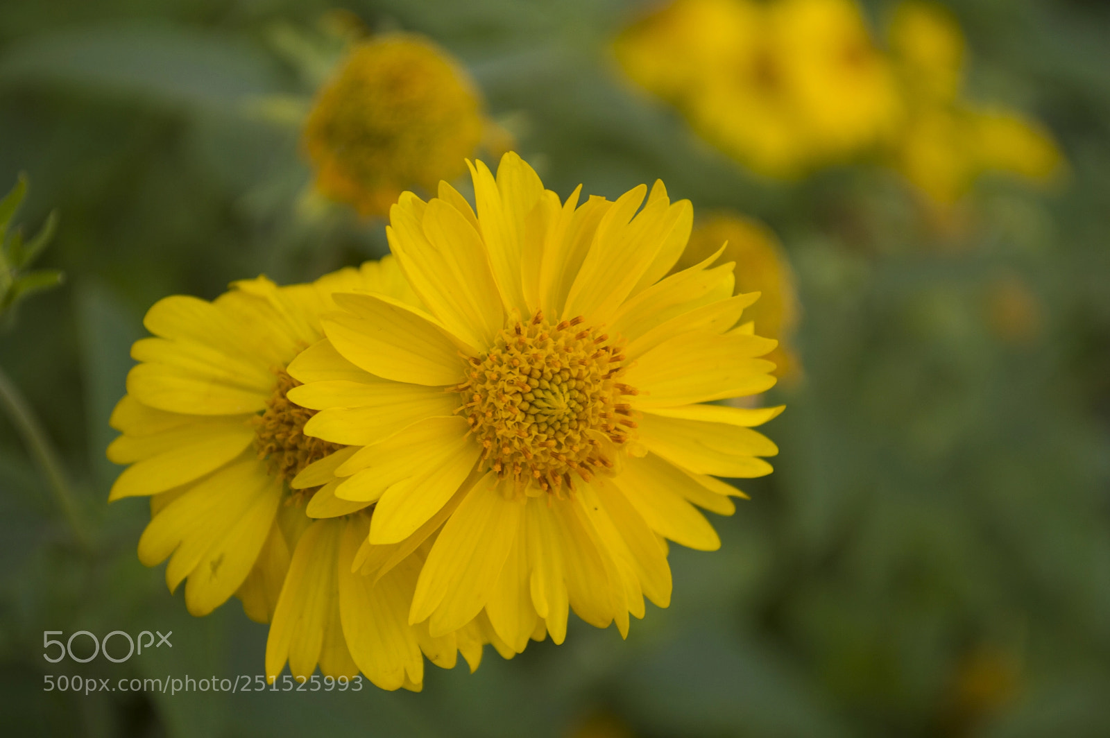 Nikon D3200 sample photo. Flowers photography