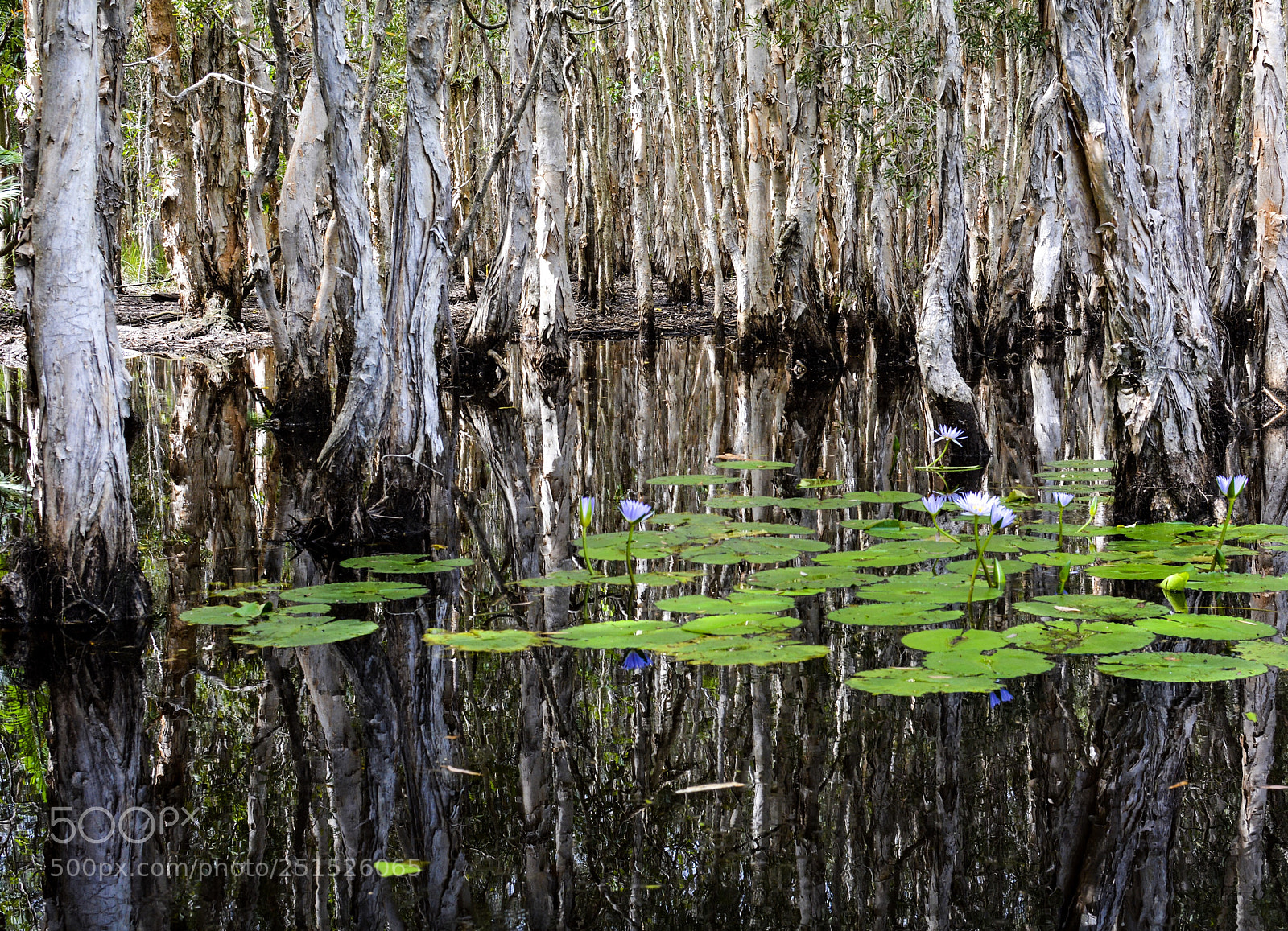 Nikon D5200 sample photo. Trees and reflections photography