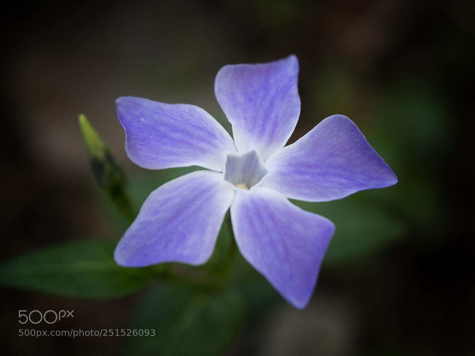 Olympus OM-D E-M1 sample photo. Vinca pervinca. photography