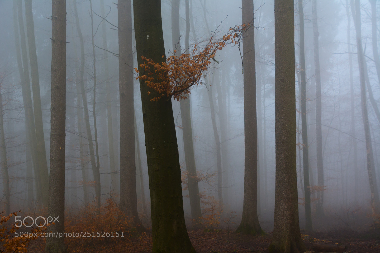 Nikon D7100 sample photo. Forest photography