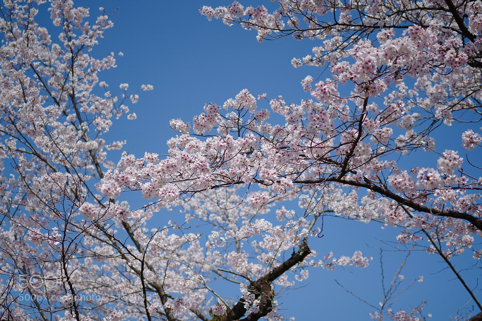 Pentax K-30 sample photo. Blooming photography