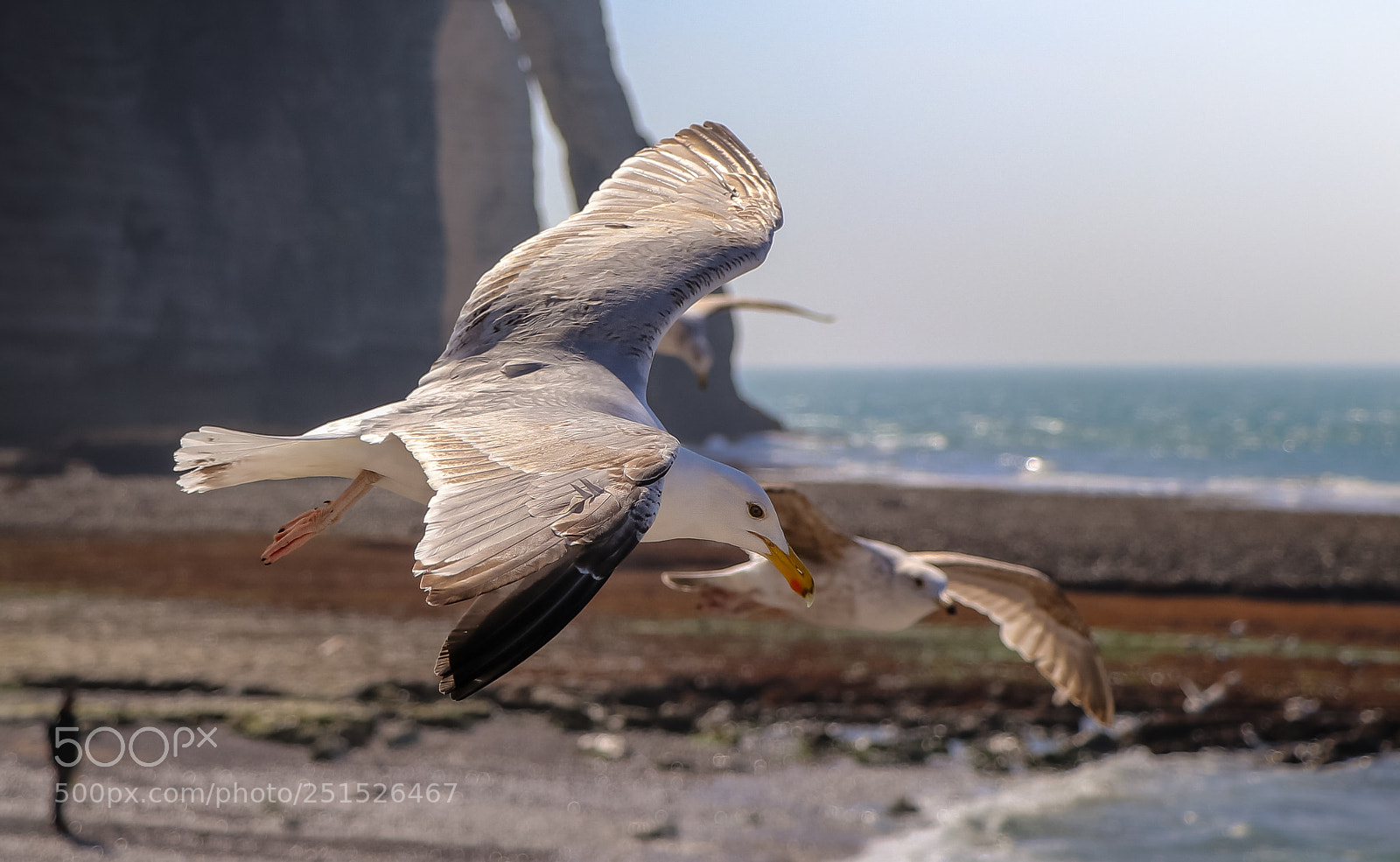 Canon EOS 80D sample photo. En plein vol photography