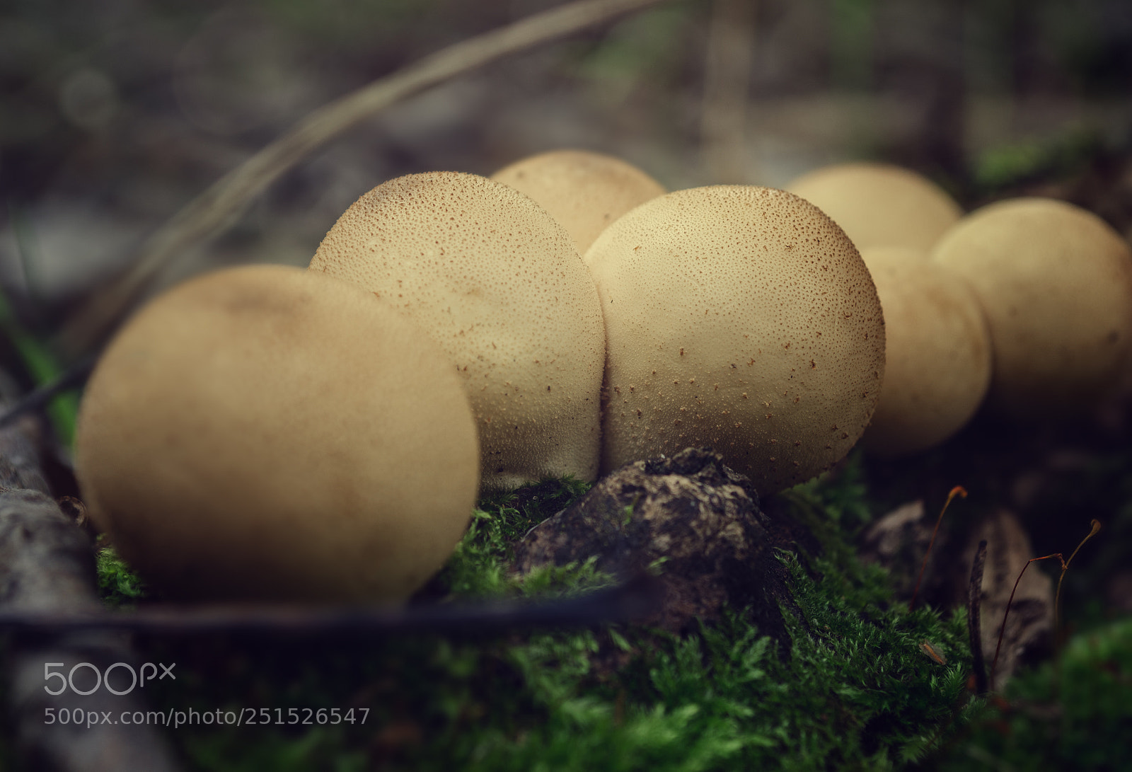Nikon D5100 sample photo. Lycoperdon (mushrooms) photography