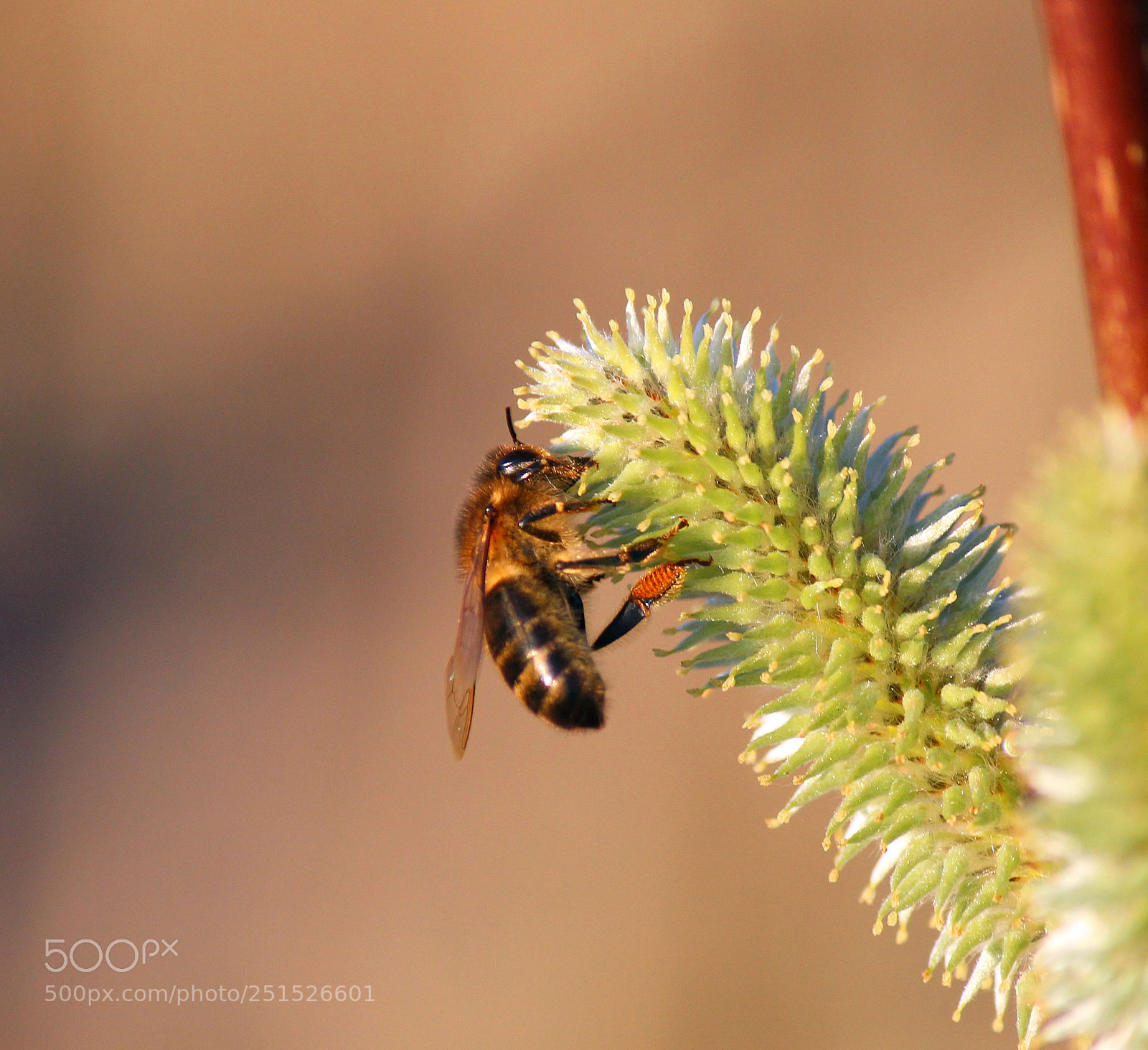 Canon EOS 600D (Rebel EOS T3i / EOS Kiss X5) sample photo. Working bee photography