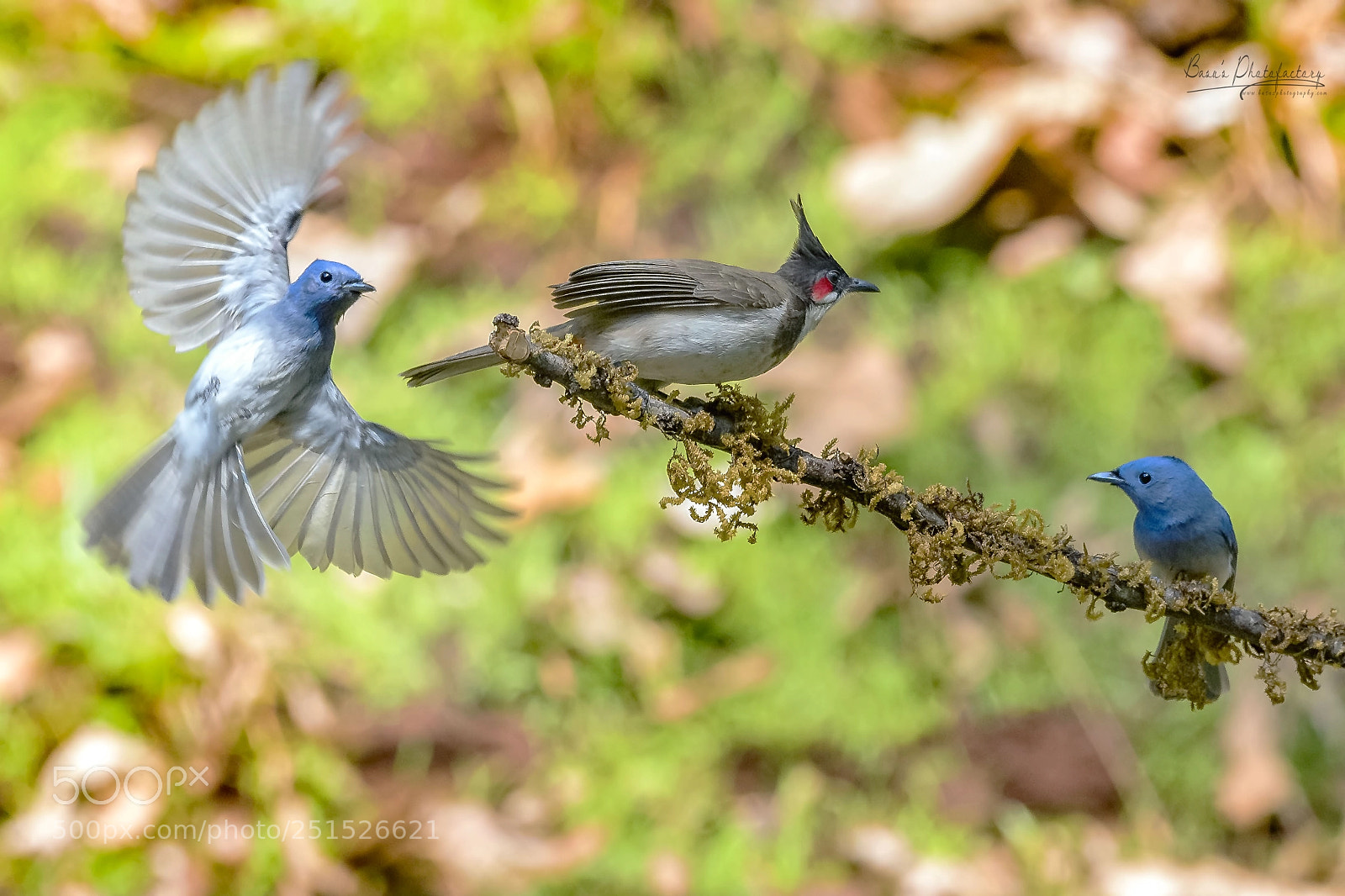Nikon D810 sample photo. Why you flirting with photography