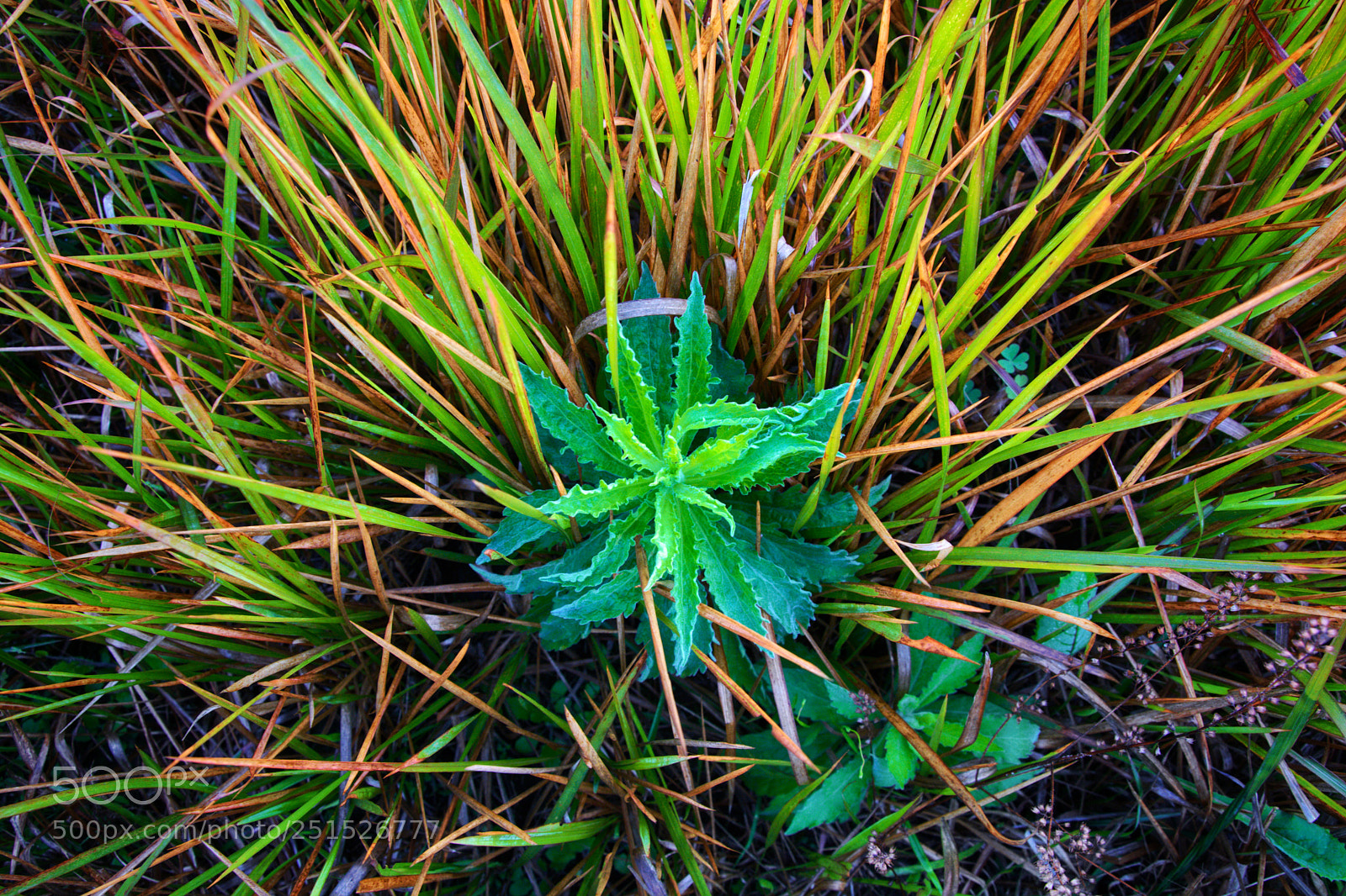 Nikon D5200 sample photo. Untitled photography