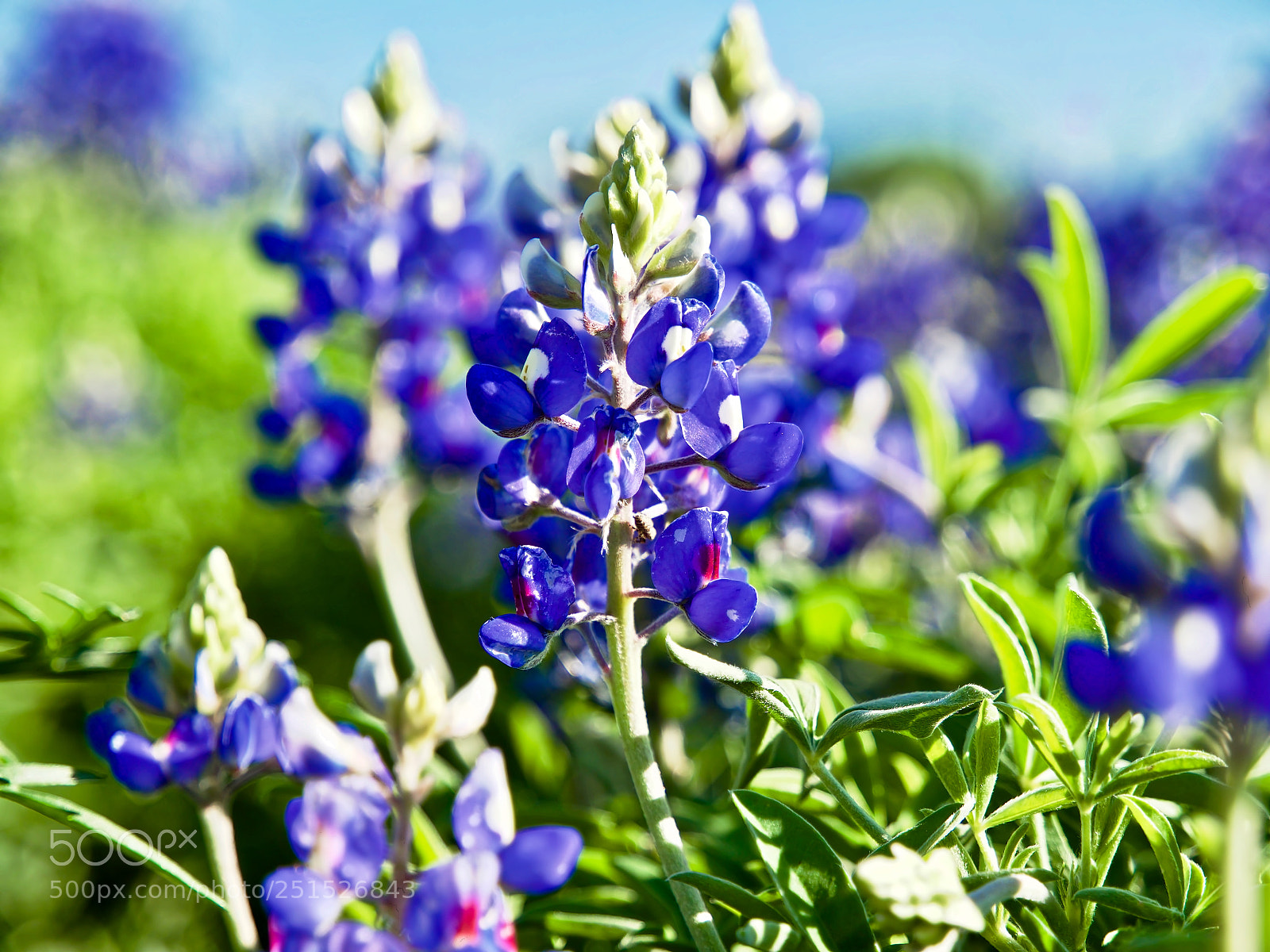 Olympus OM-D E-M1 Mark II sample photo. Hill country lupine photography