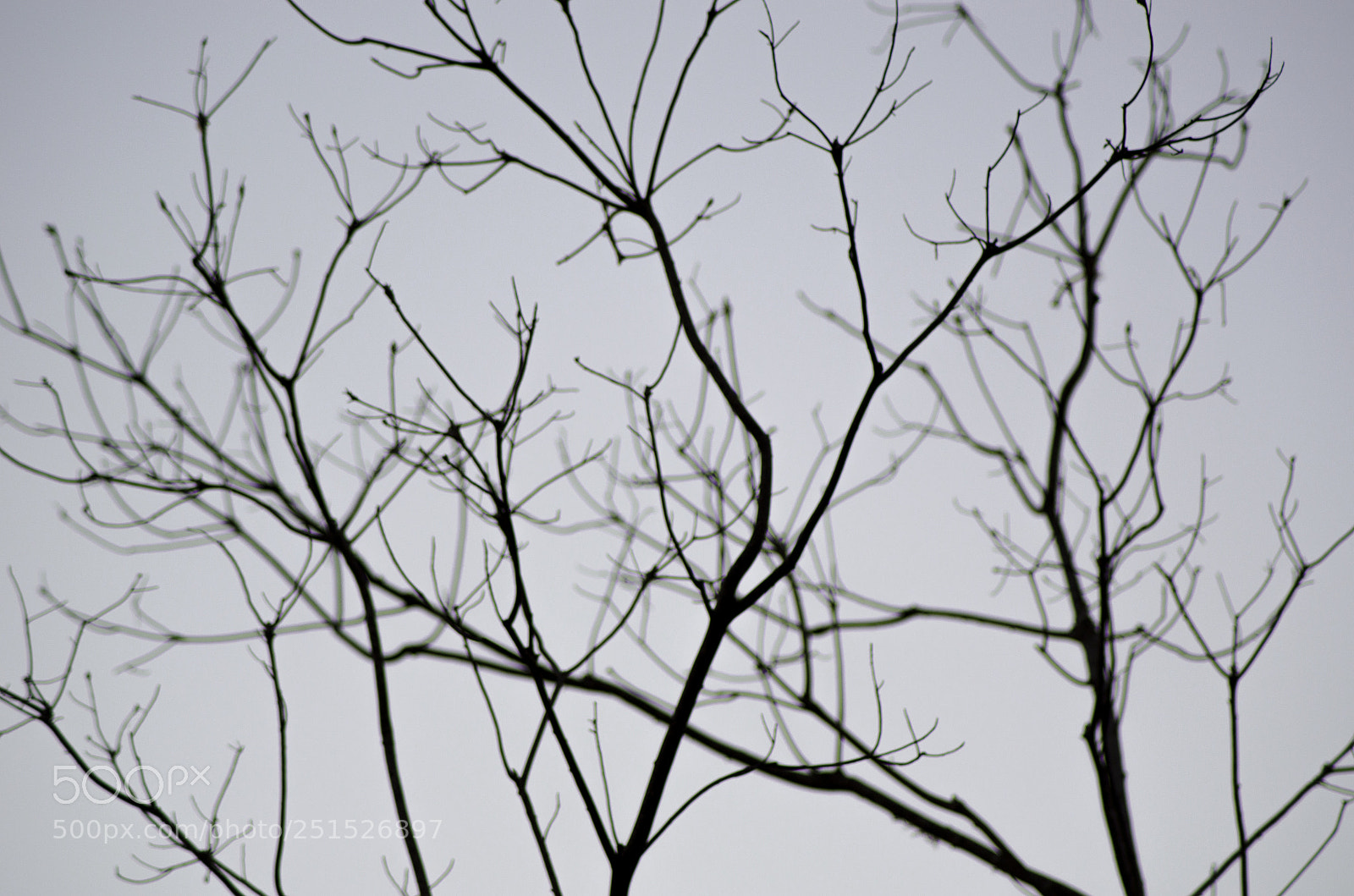 Nikon D5100 sample photo. Primavera photography