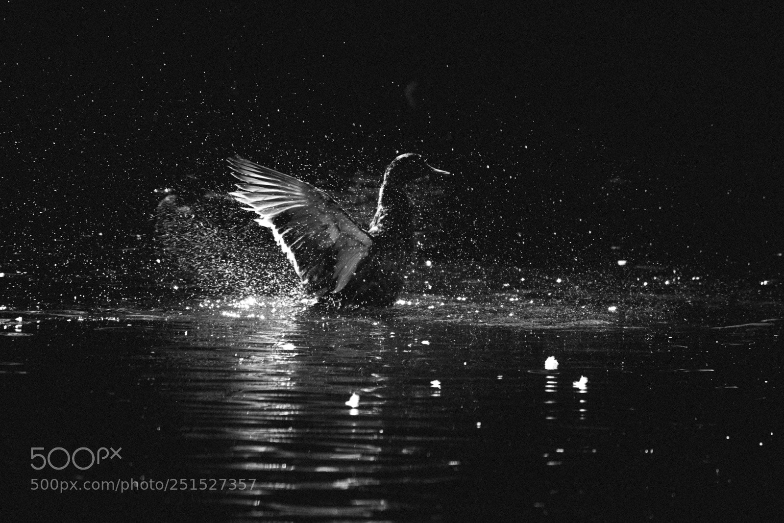 Canon EOS 600D (Rebel EOS T3i / EOS Kiss X5) sample photo. Water bird photography