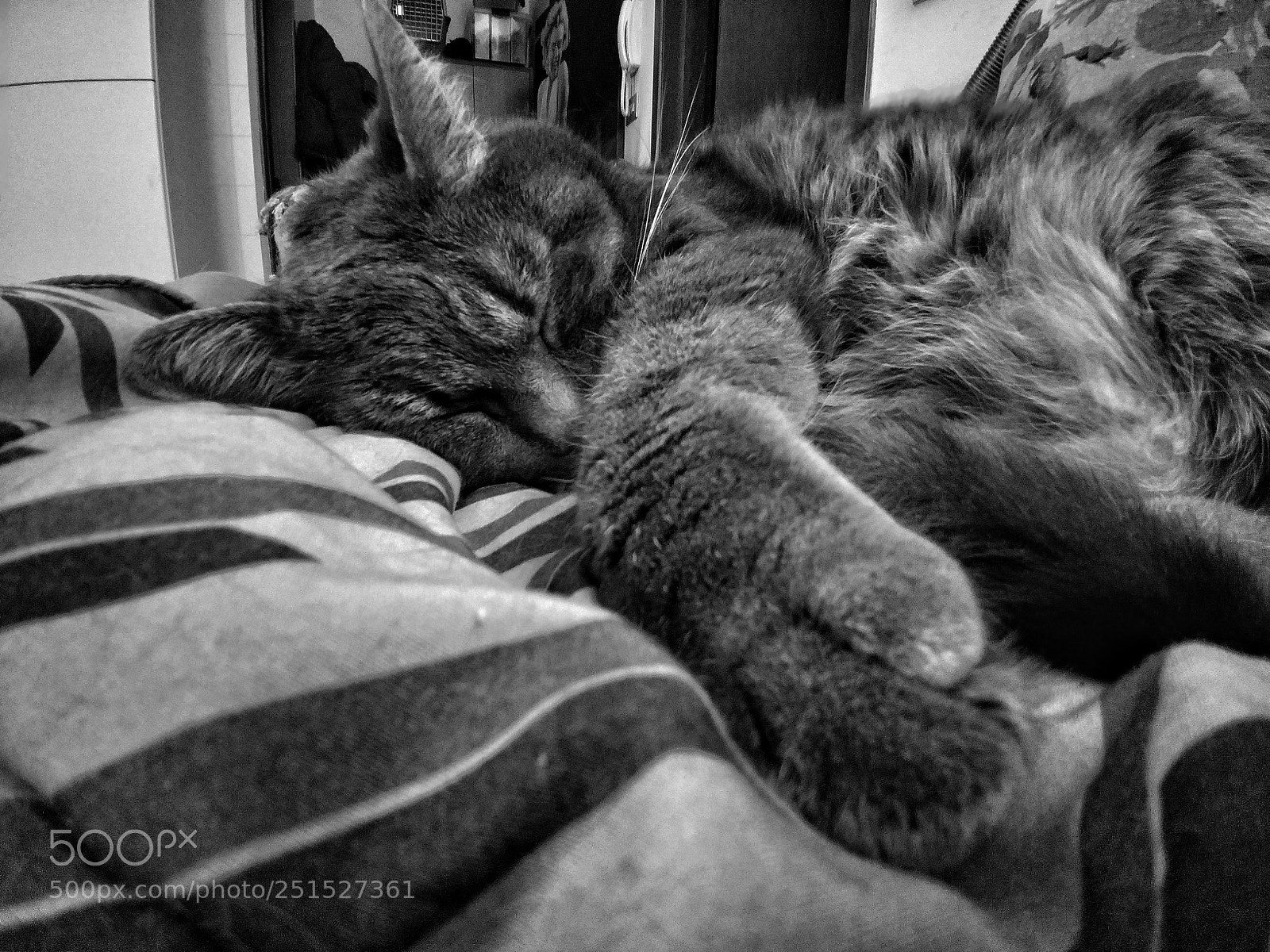 LG G6 sample photo. Sleepcat photography