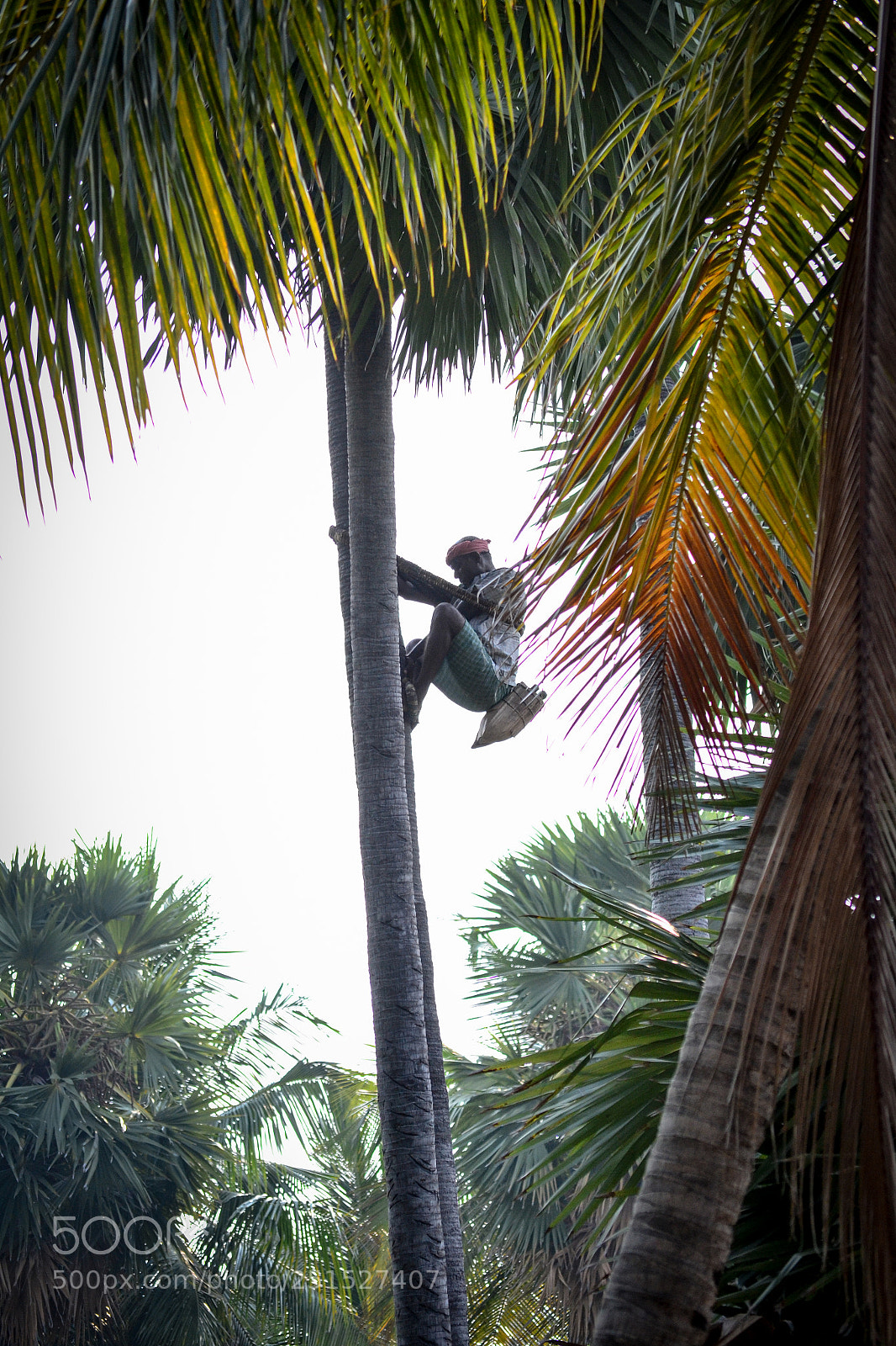 Nikon D3100 sample photo. Tree catcher , photography