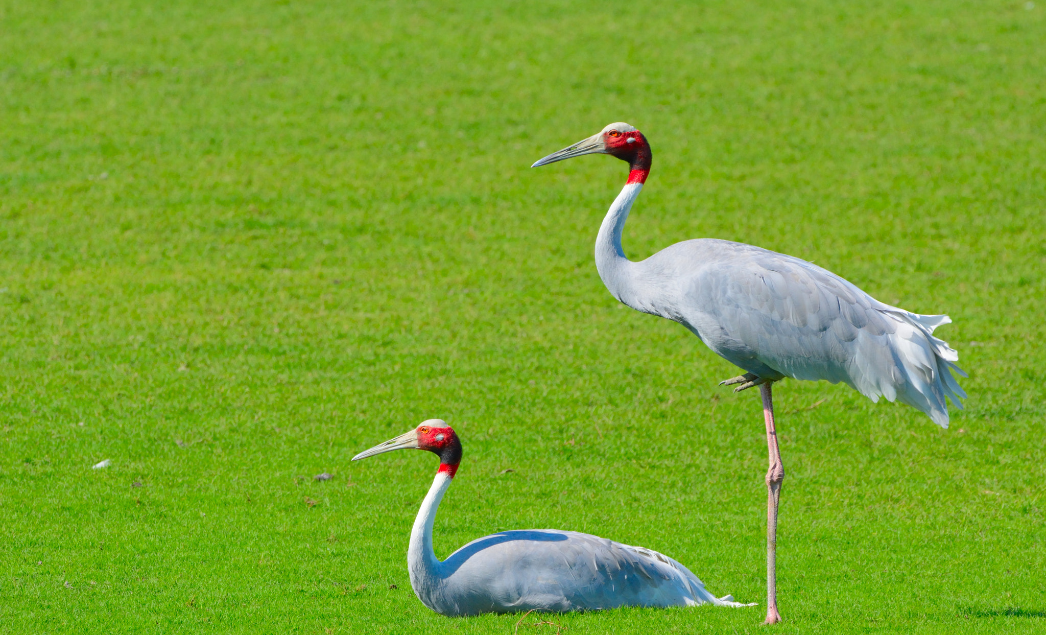 Nikon D7100 + Sigma 150-600mm F5-6.3 DG OS HSM | C sample photo. Sarus crane pair photography