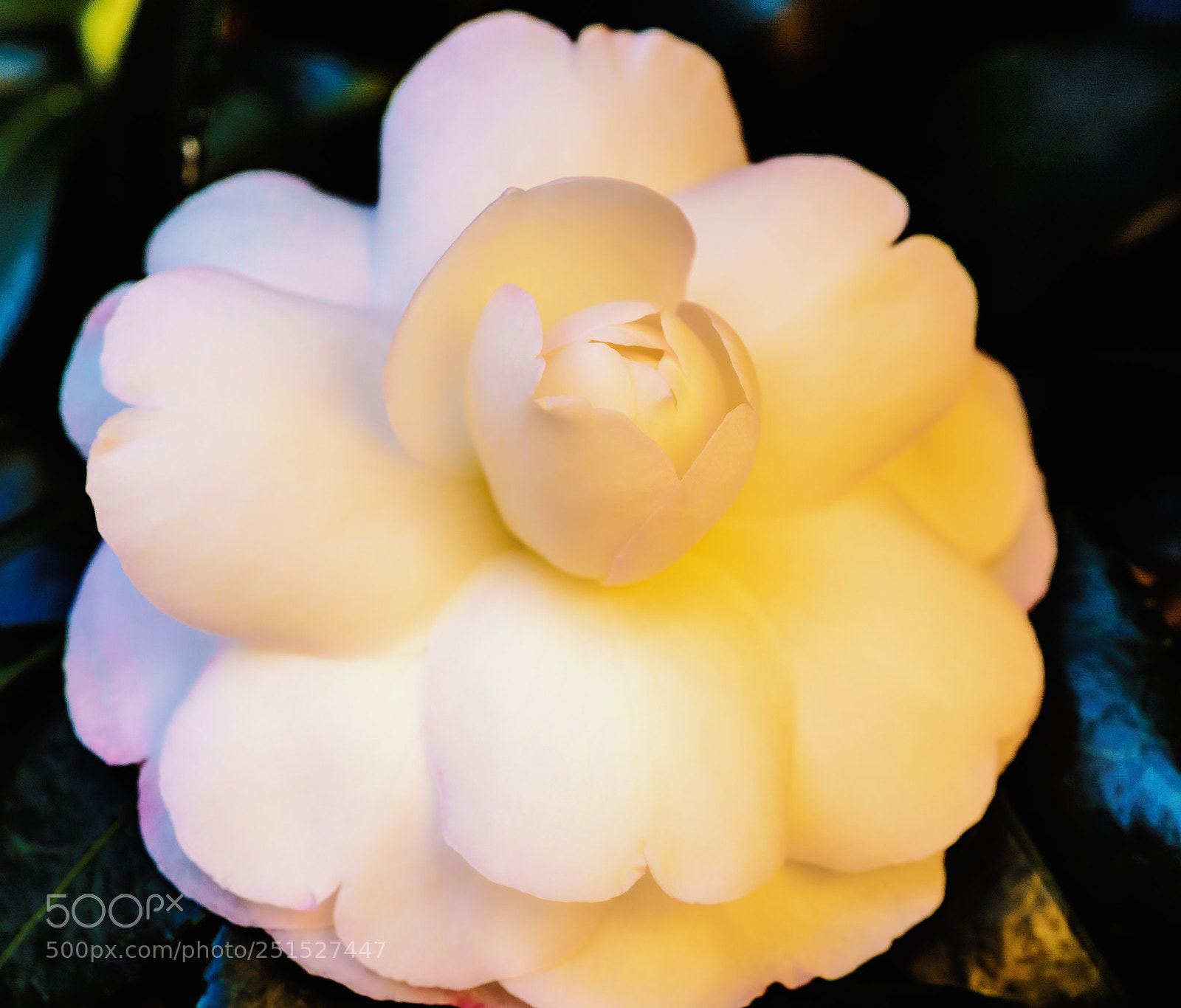 Sony a7R II sample photo. Camelia photography