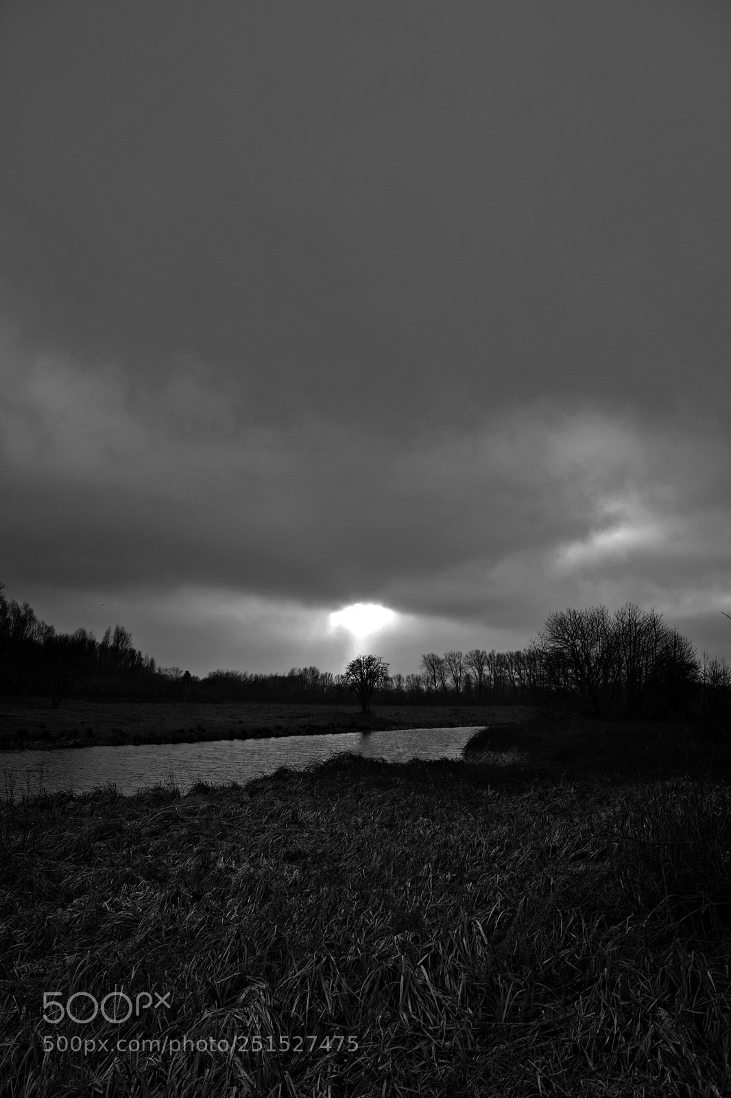 Nikon D3100 sample photo. When trees are at photography
