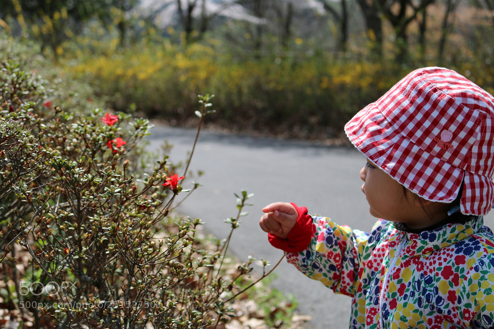 Canon EOS 70D sample photo. Blooming photography