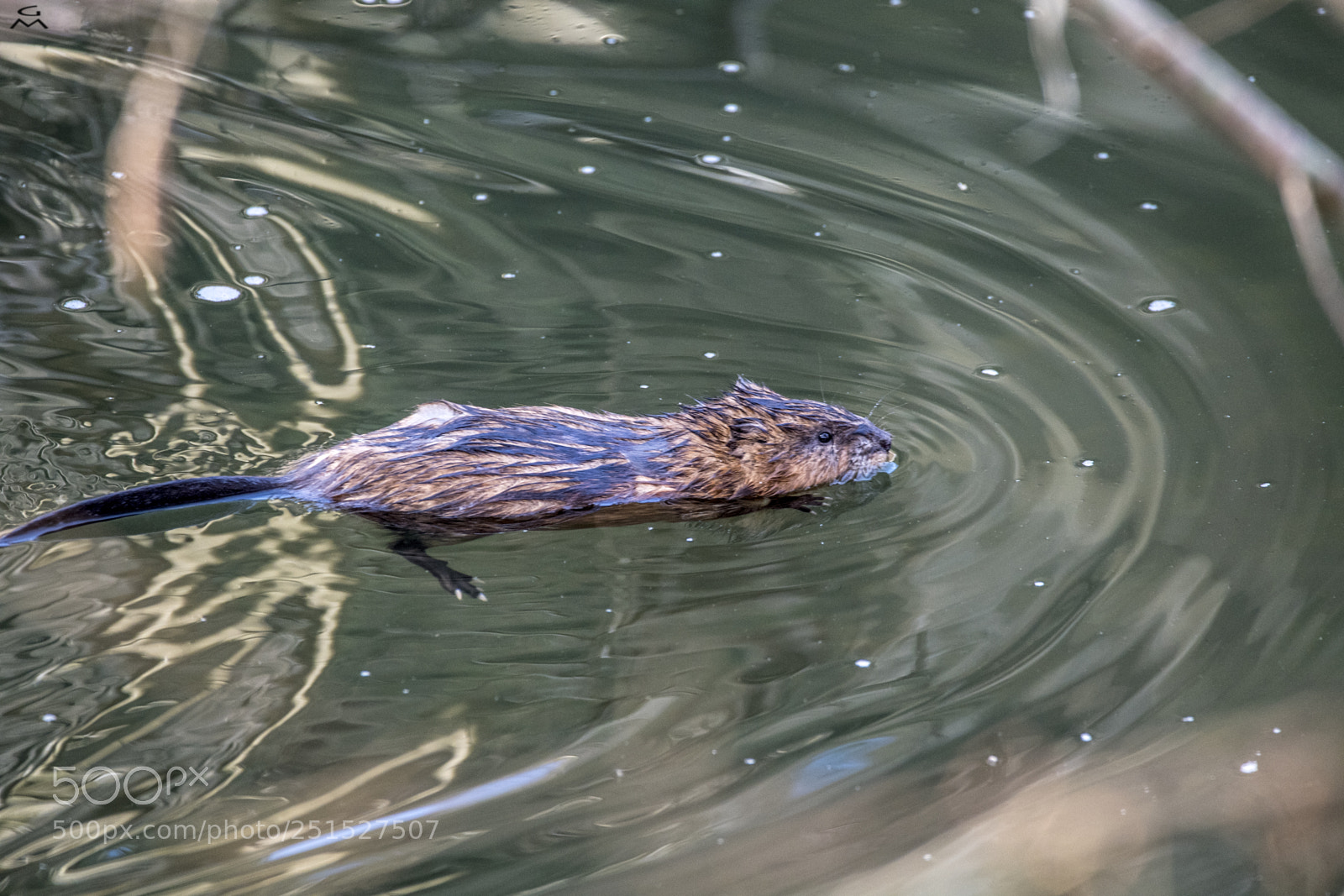 Nikon D5 sample photo. Swimming bisam photography