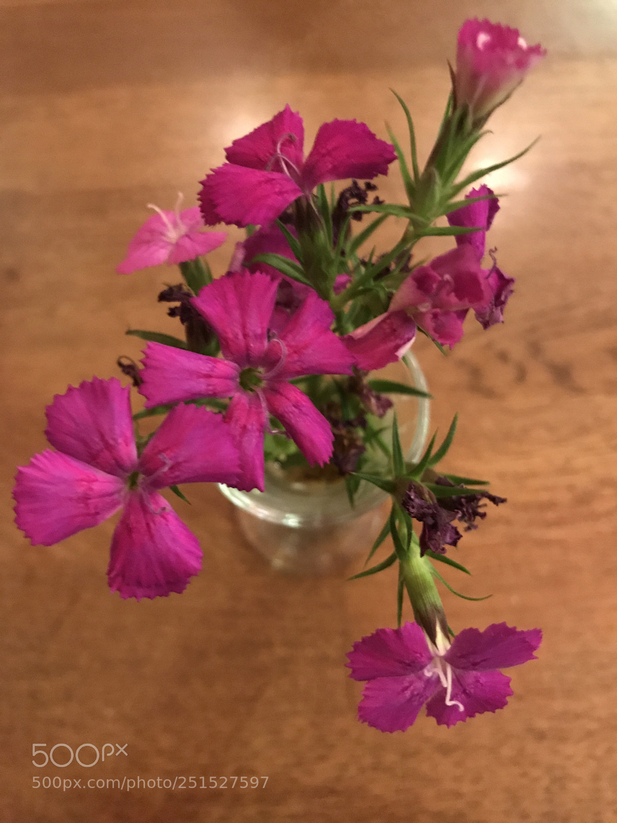 Apple iPhone 7 sample photo. Flowers photography