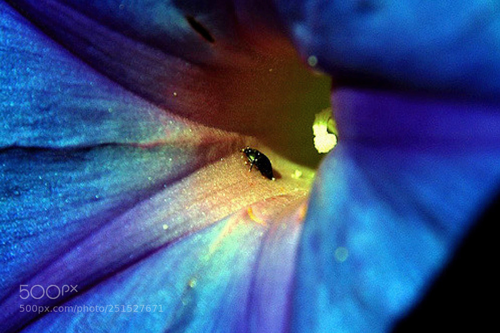 Canon EOS 70D sample photo. Macro photography