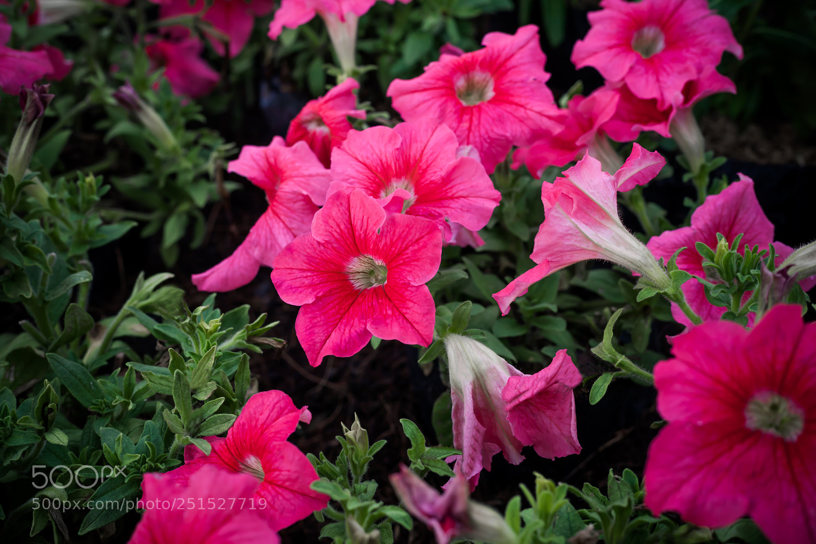 Canon EOS 5D Mark II sample photo. Pink flowers garden photography