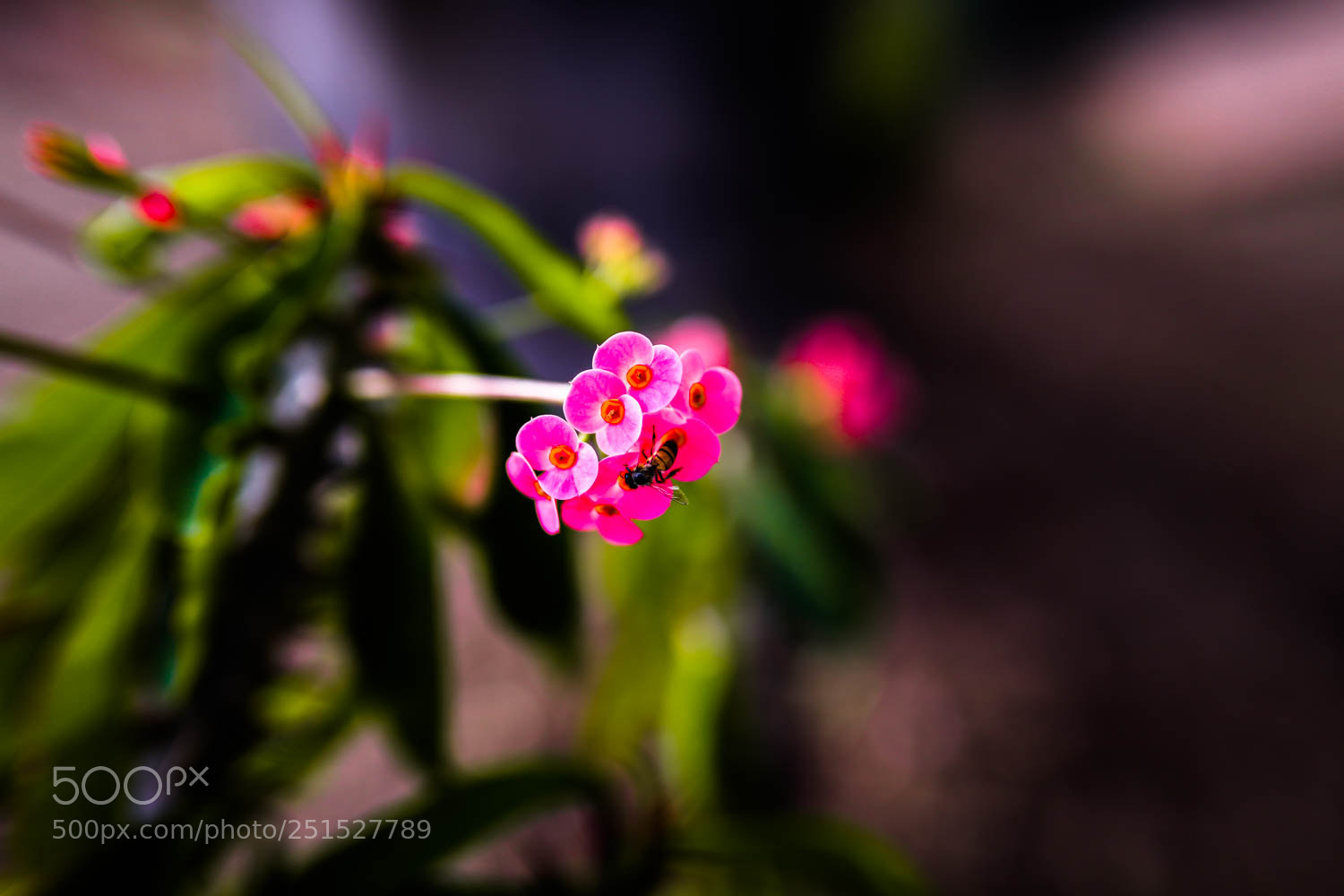 Canon EOS 5D Mark IV sample photo. Pa photography