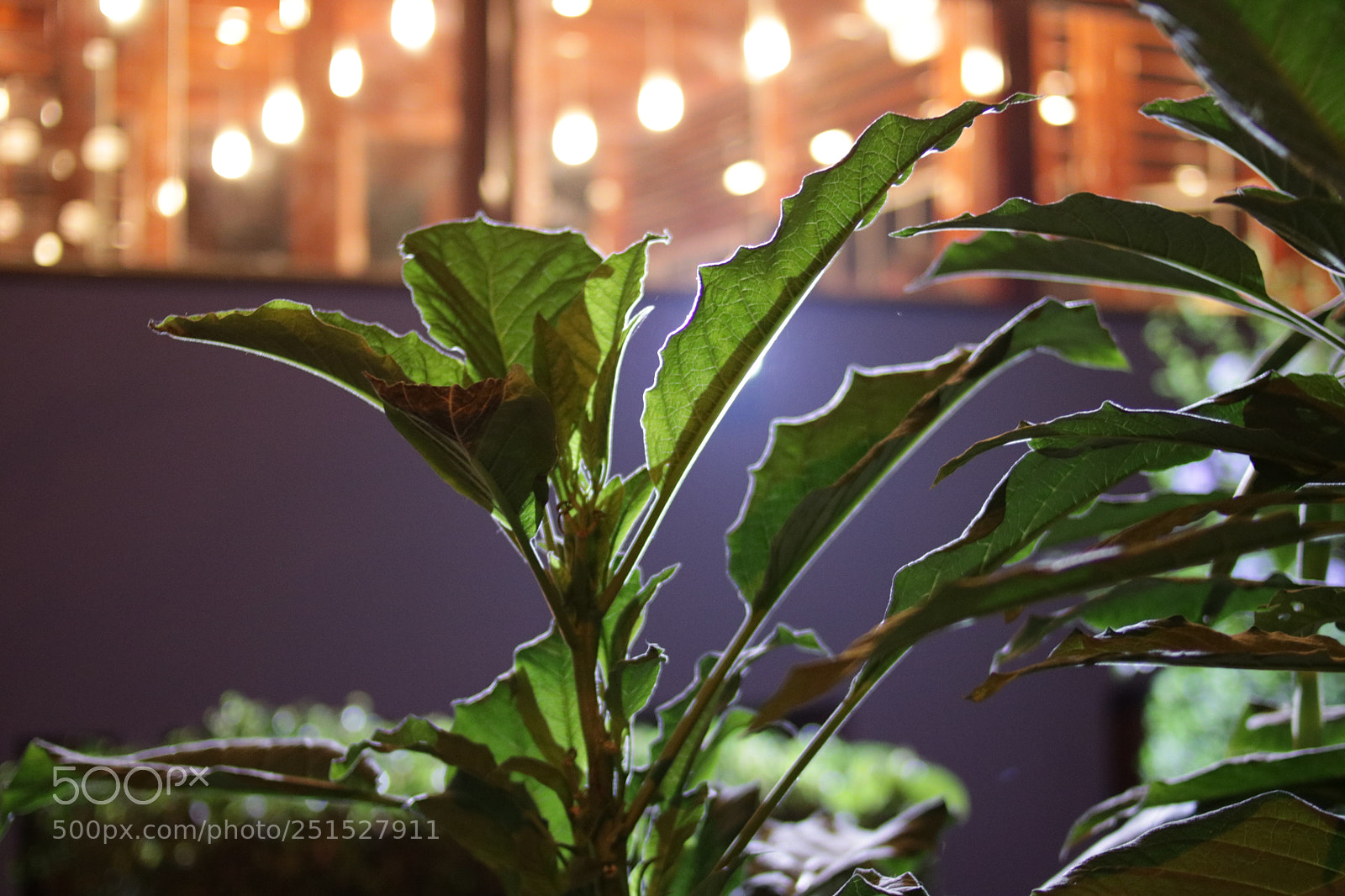Canon EOS 750D (EOS Rebel T6i / EOS Kiss X8i) sample photo. Untitled photography