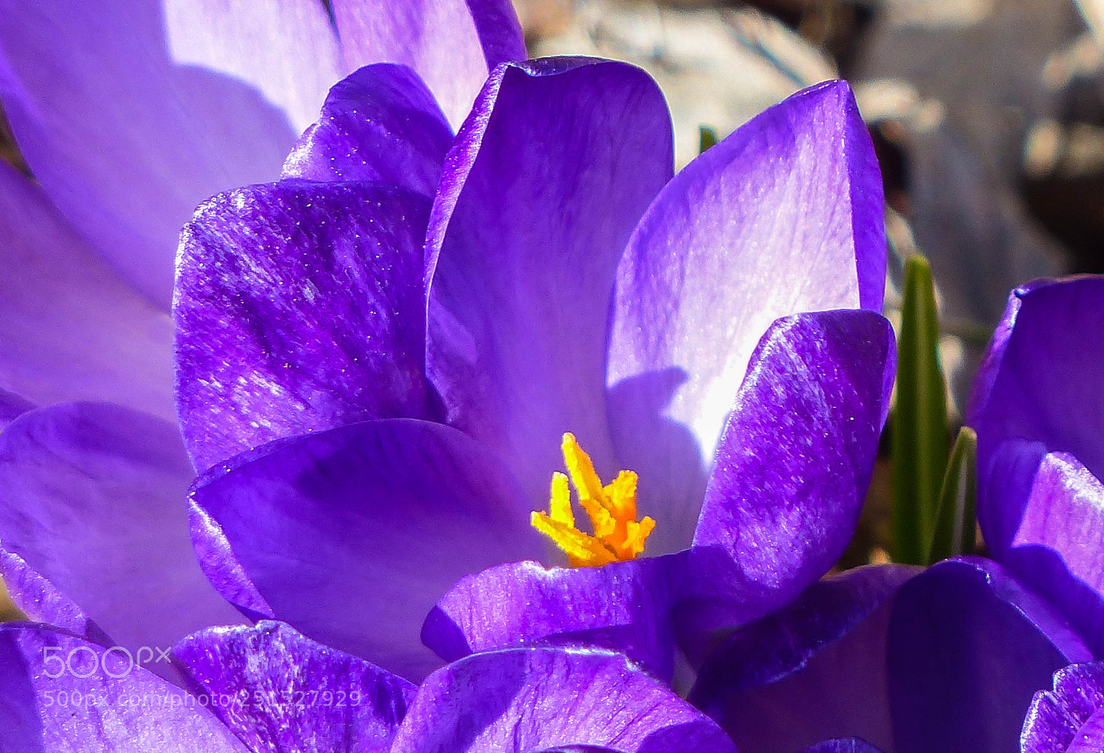 Panasonic Lumix DMC-FZ200 sample photo. Royal color photography