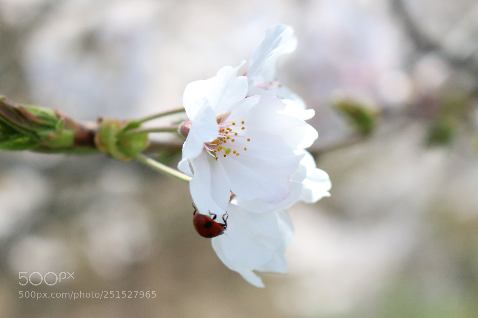 Canon EOS 70D sample photo. Ohanami photography