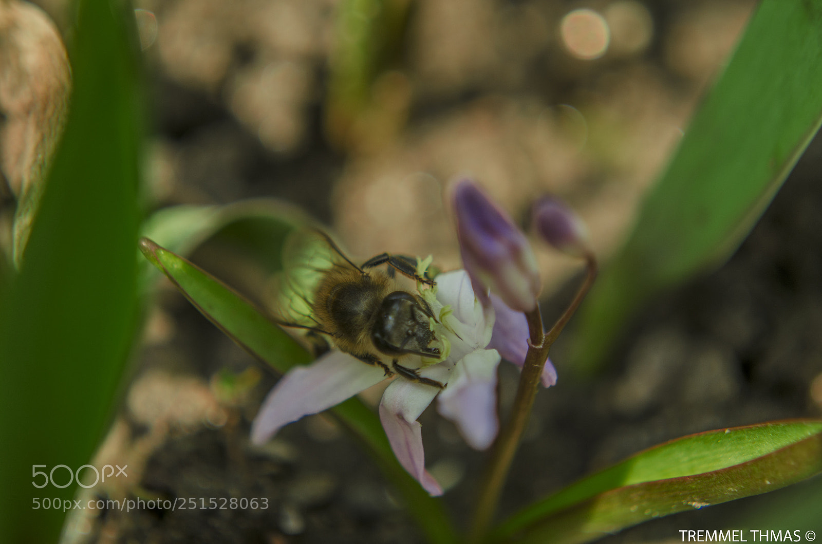 Nikon D5100 sample photo. Bee in search of photography