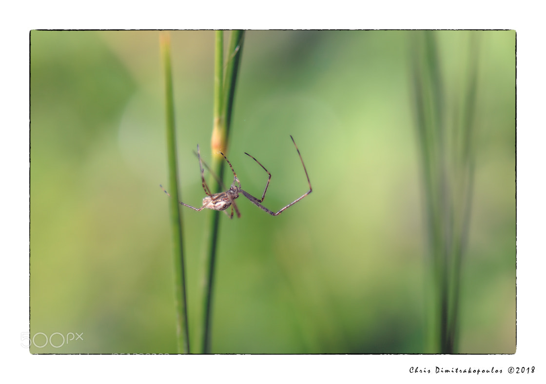 Nikon D7000 sample photo. Spider photography