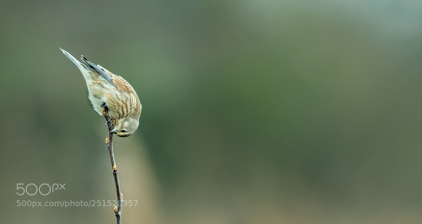 Canon EOS-1D X Mark II sample photo. Acrobatic linnet photography