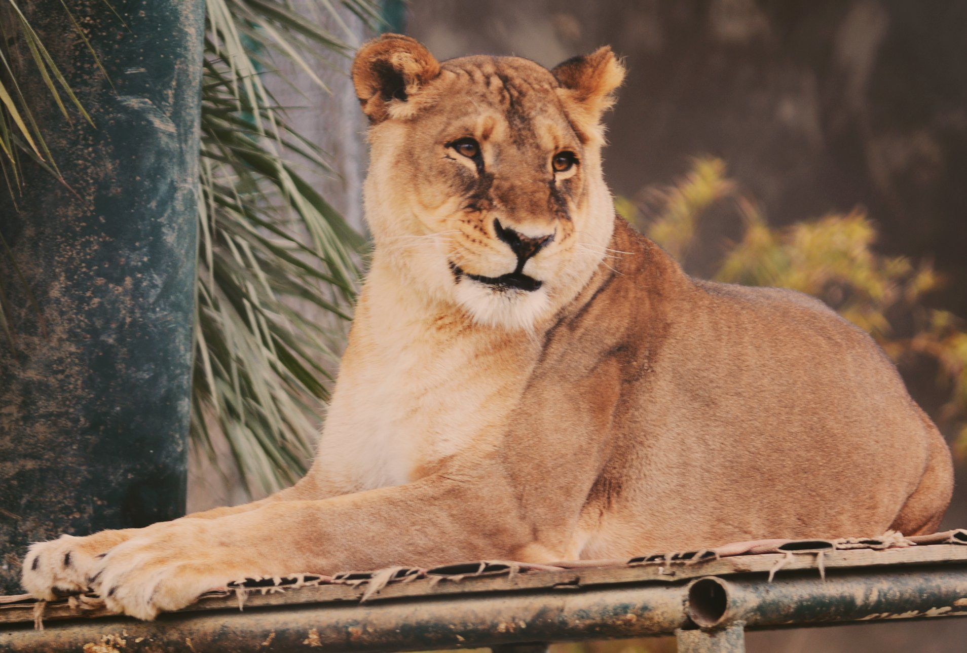 Sigma 150mm F2.8 EX DG Macro HSM sample photo. Lion photography