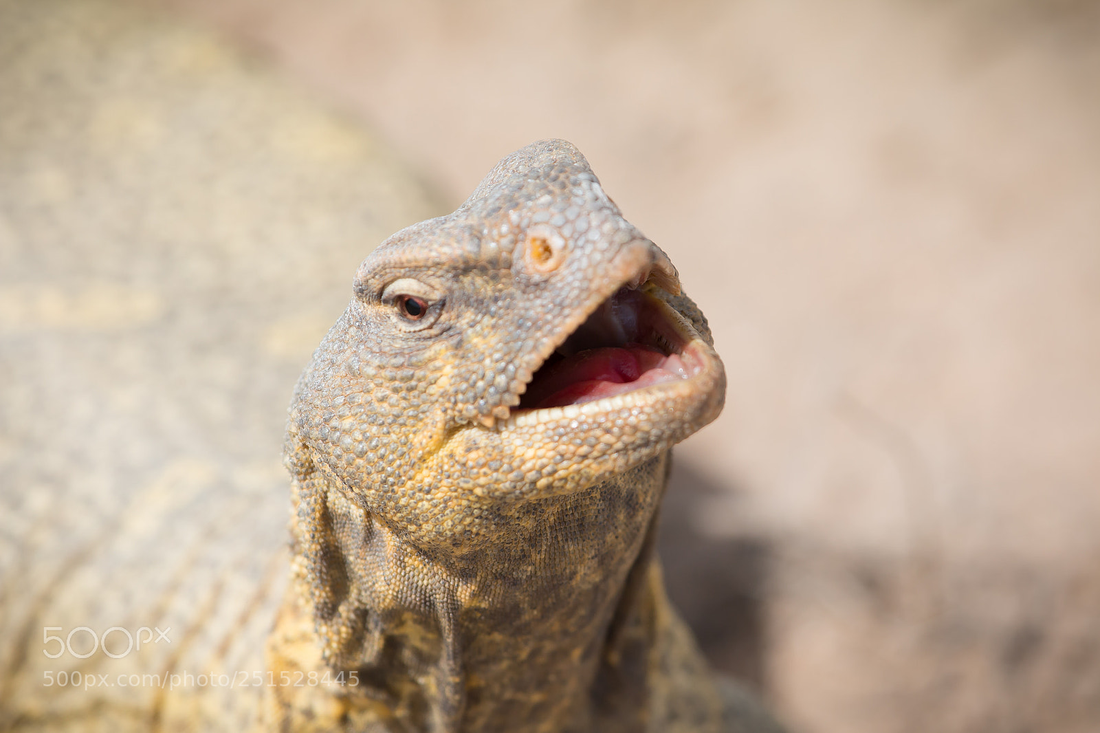 Canon EOS 70D sample photo. Open wide photography