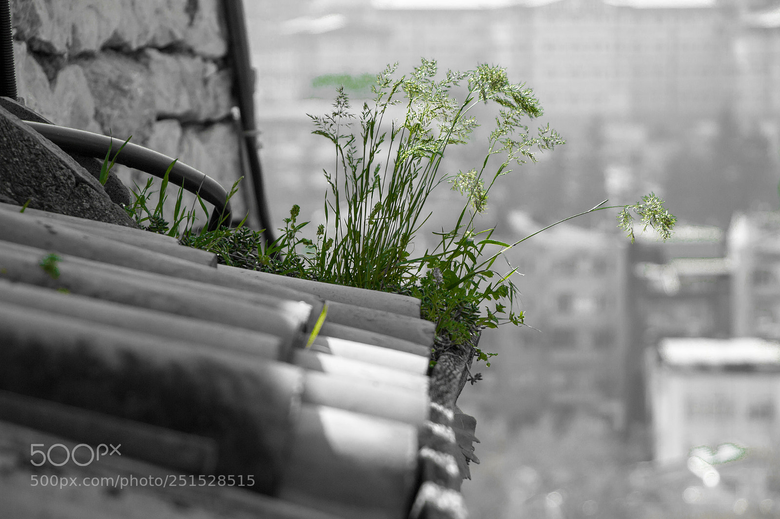 Canon EOS 100D (EOS Rebel SL1 / EOS Kiss X7) sample photo. The herbage photography