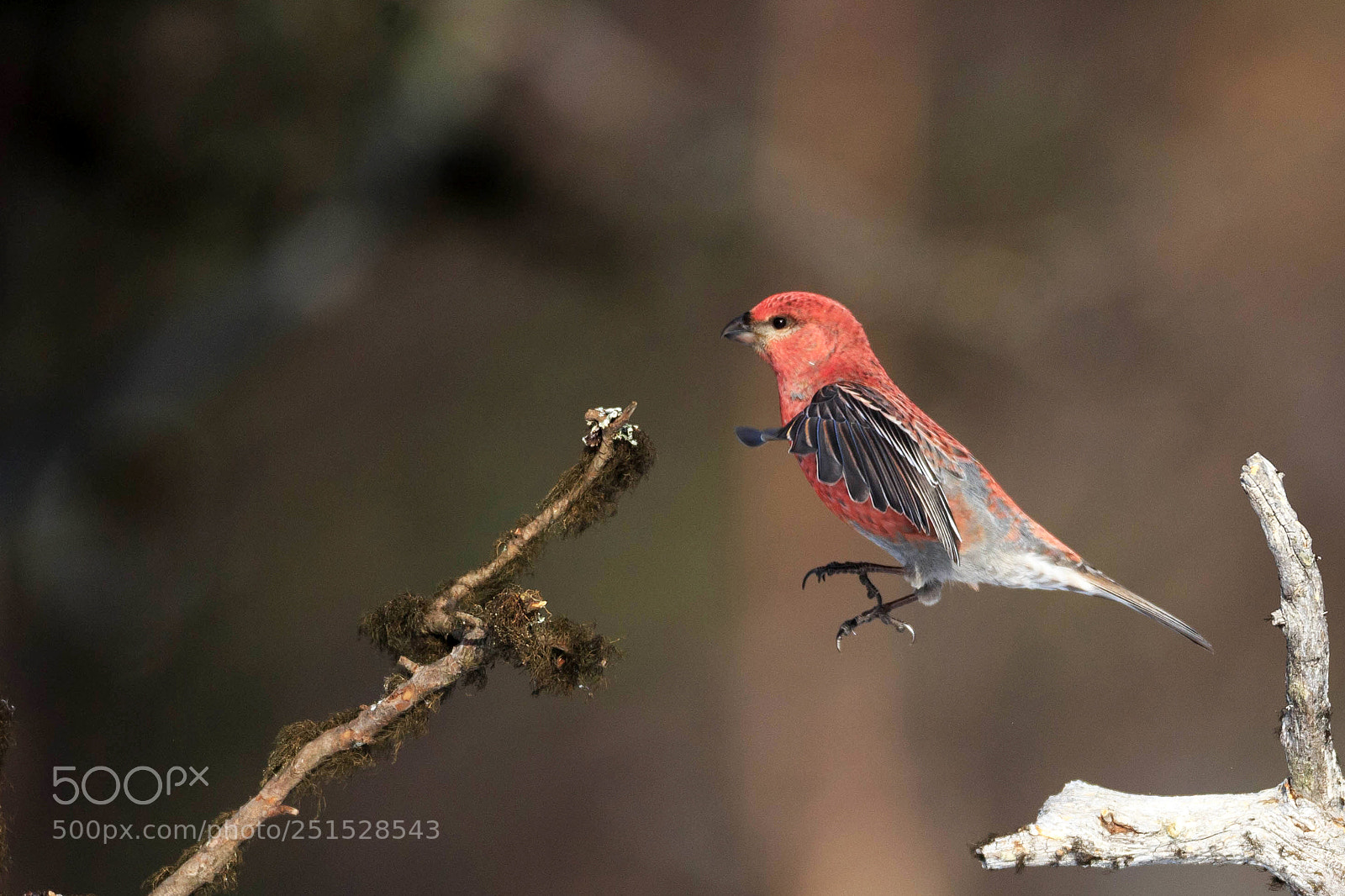 Canon EOS-1D X sample photo. Jumping grosbeak photography