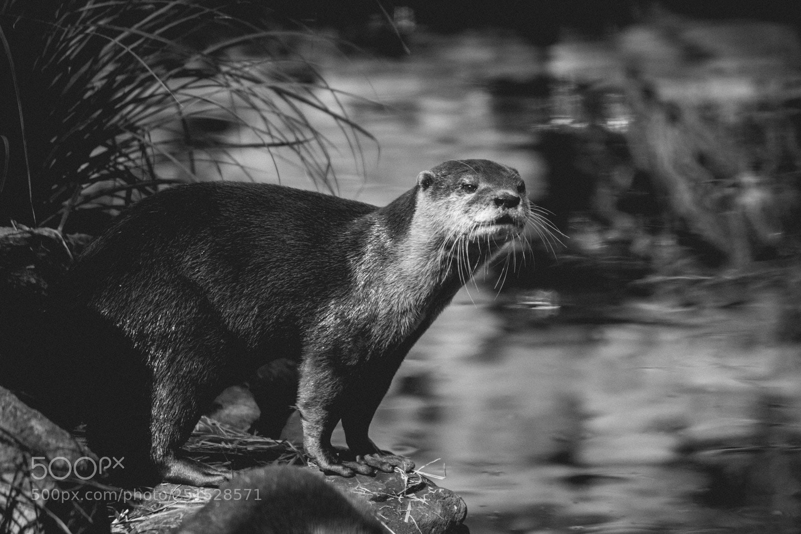 Canon EOS 600D (Rebel EOS T3i / EOS Kiss X5) sample photo. The otter photography
