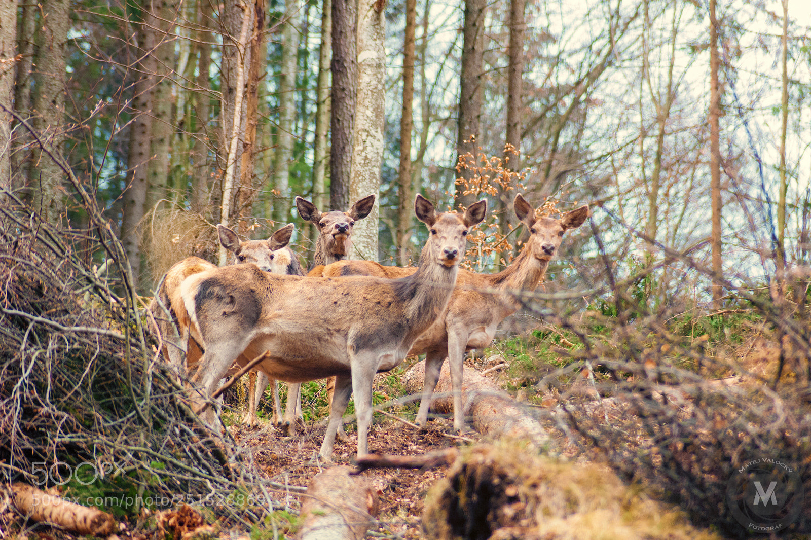 Nikon D700 sample photo. Wildlife 2018 photography