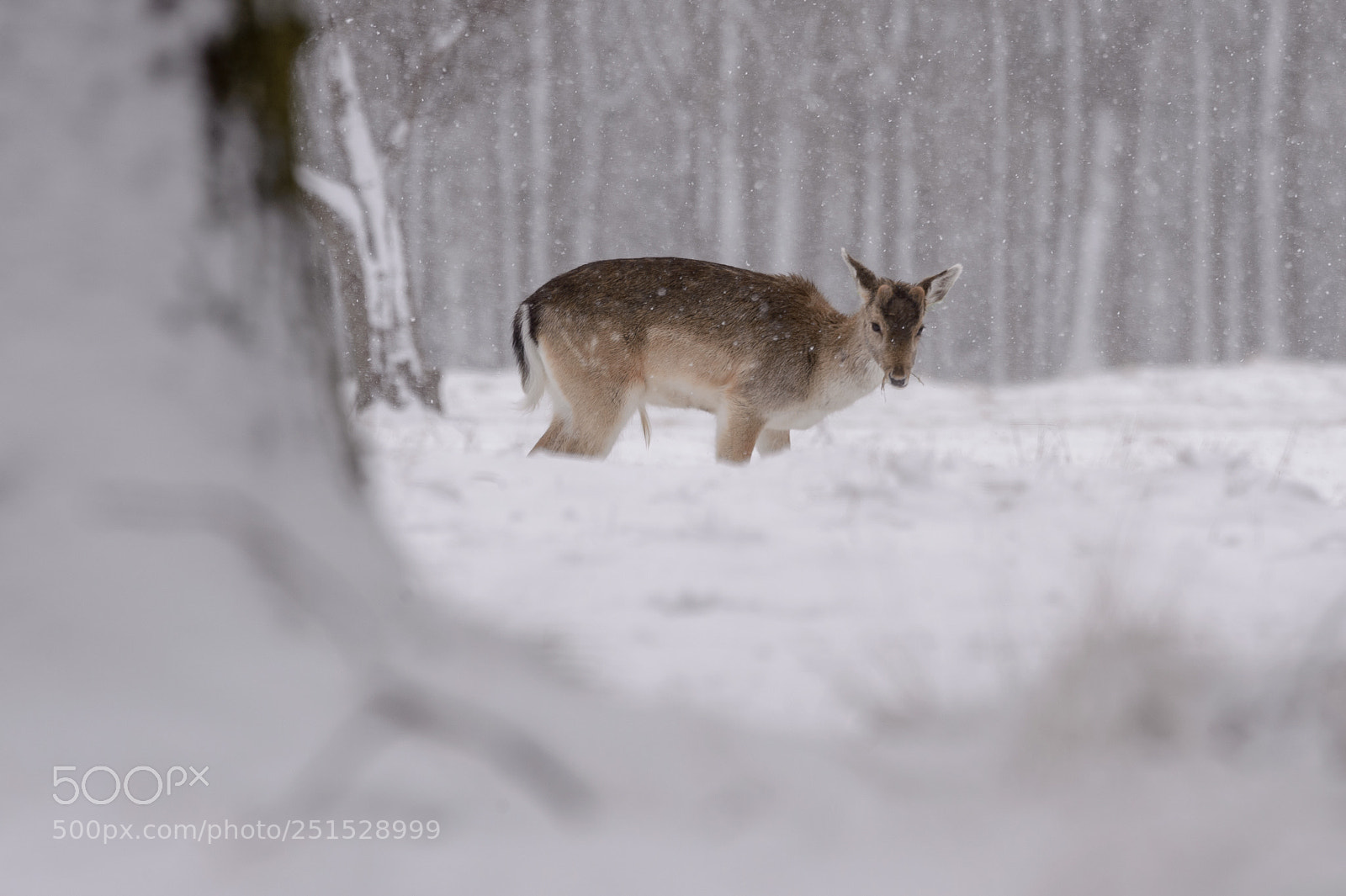 Nikon D4S sample photo. Fellow deer photography