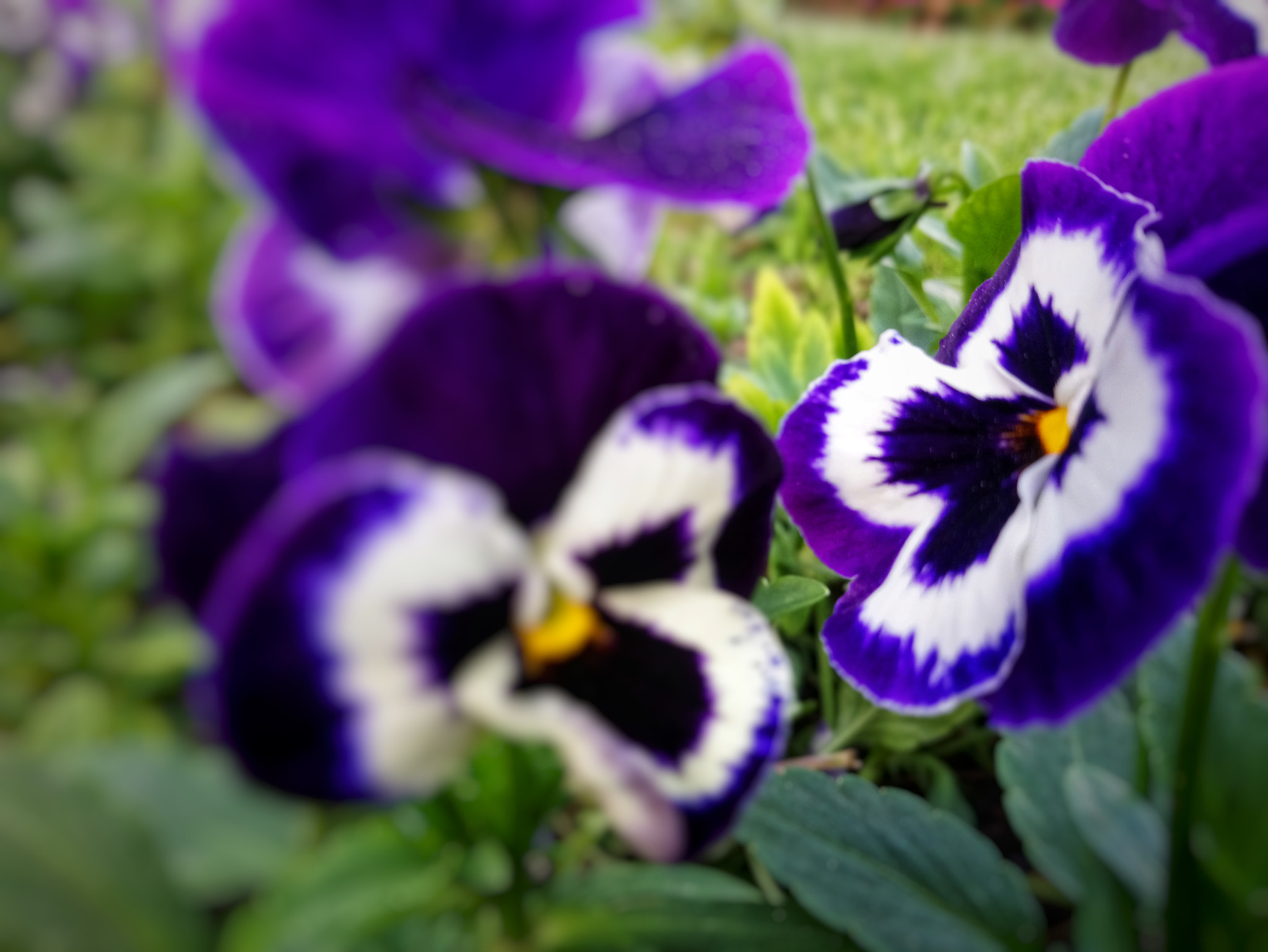 Sony Xperia XA1 Plus sample photo