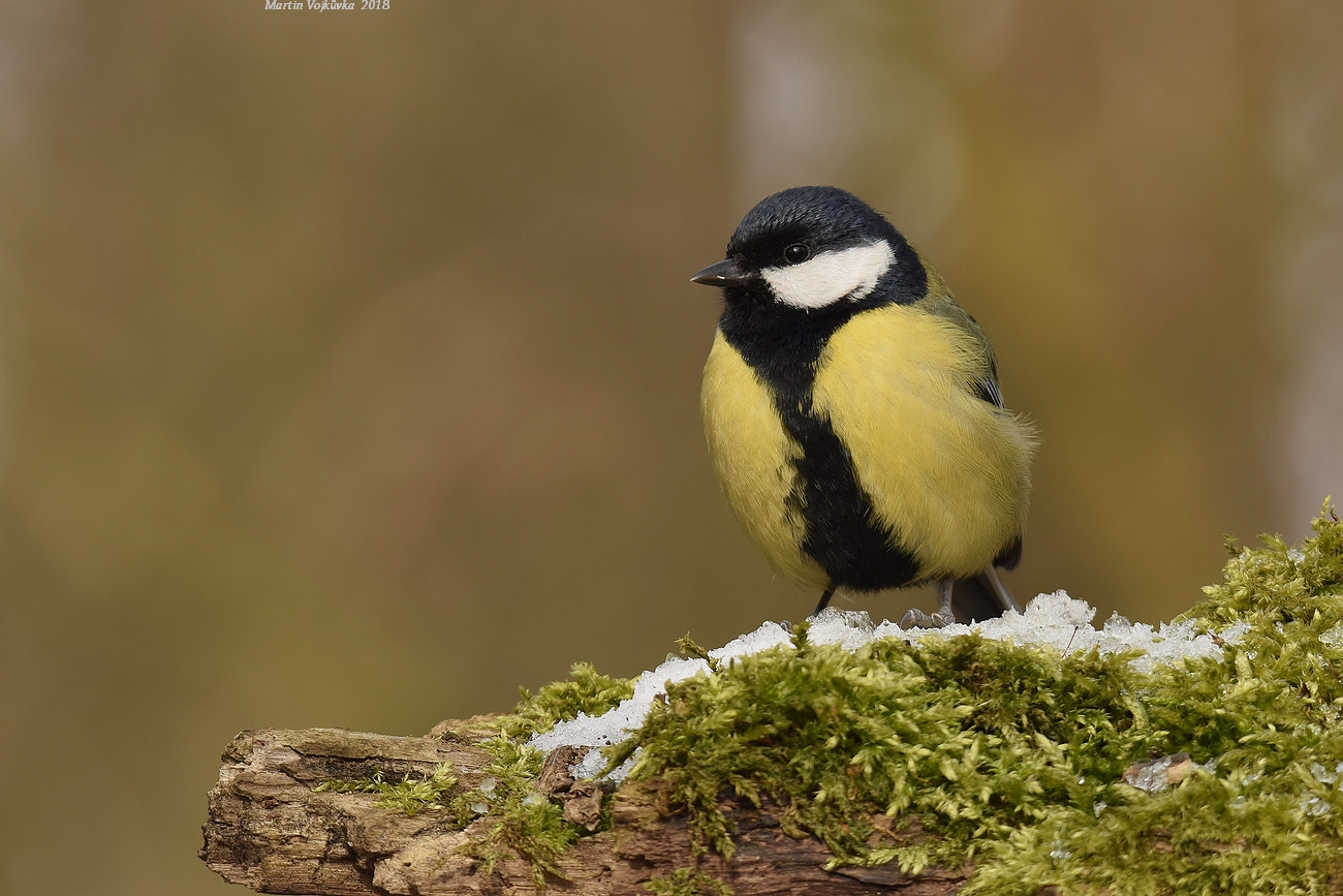 Nikon D5300 sample photo. Great tit photography