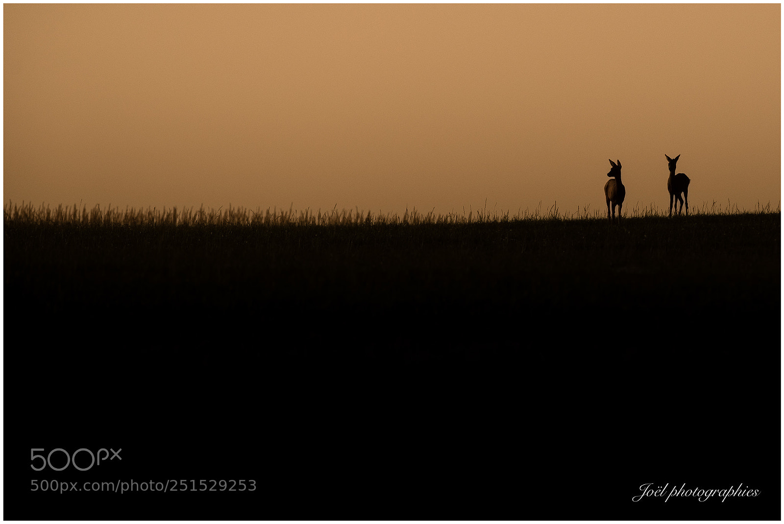 Nikon D810 sample photo. Untitled photography