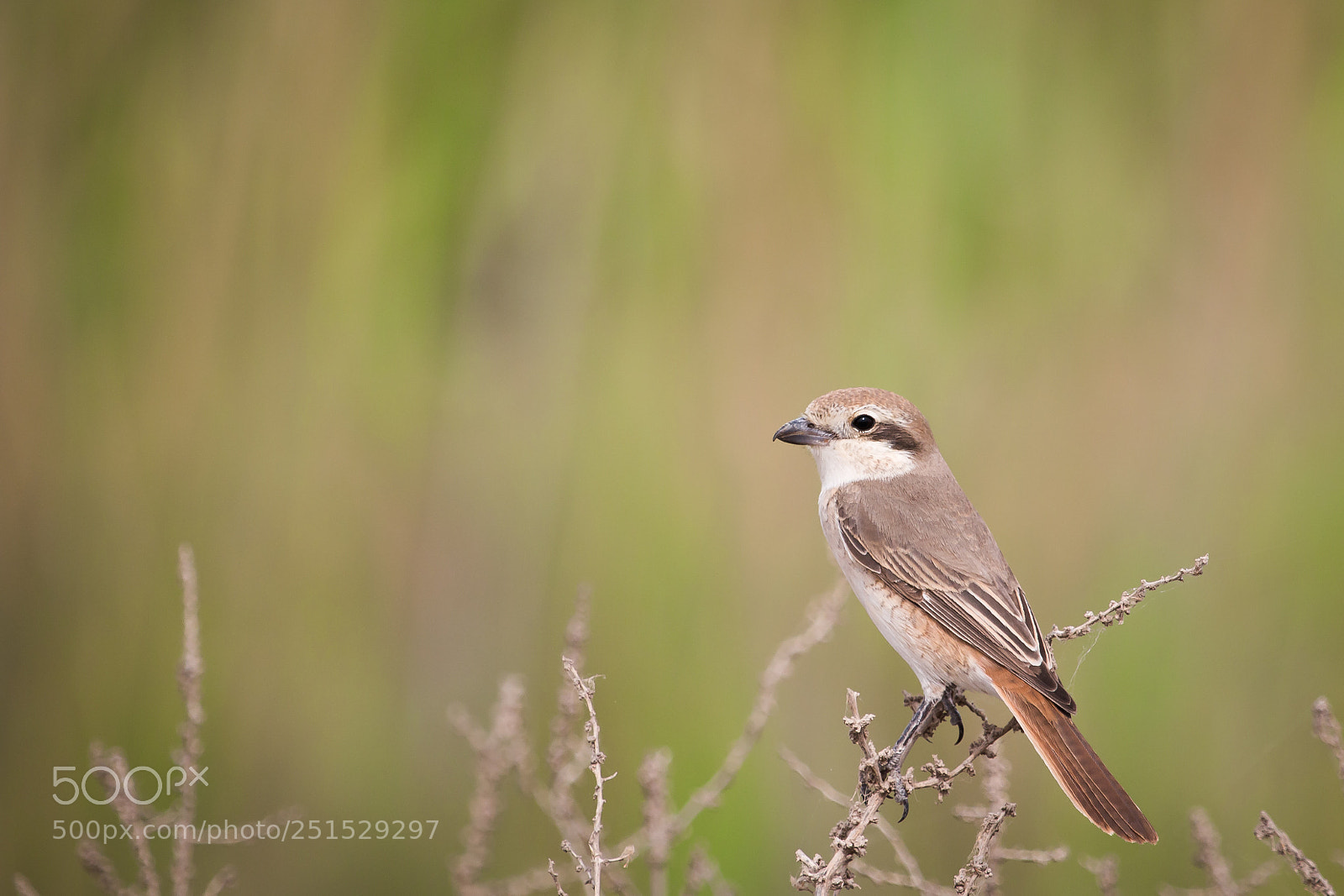 Canon EOS 70D sample photo. Daurian shrike photography